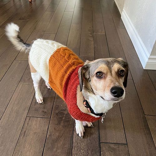 A small dog wearing a sweater is standing on a wooden floor.