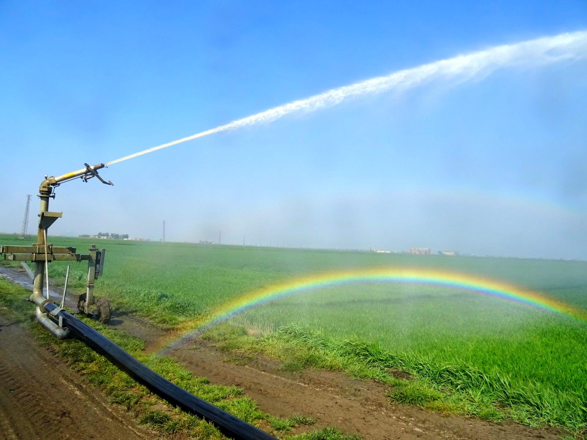 Irrigazione grano