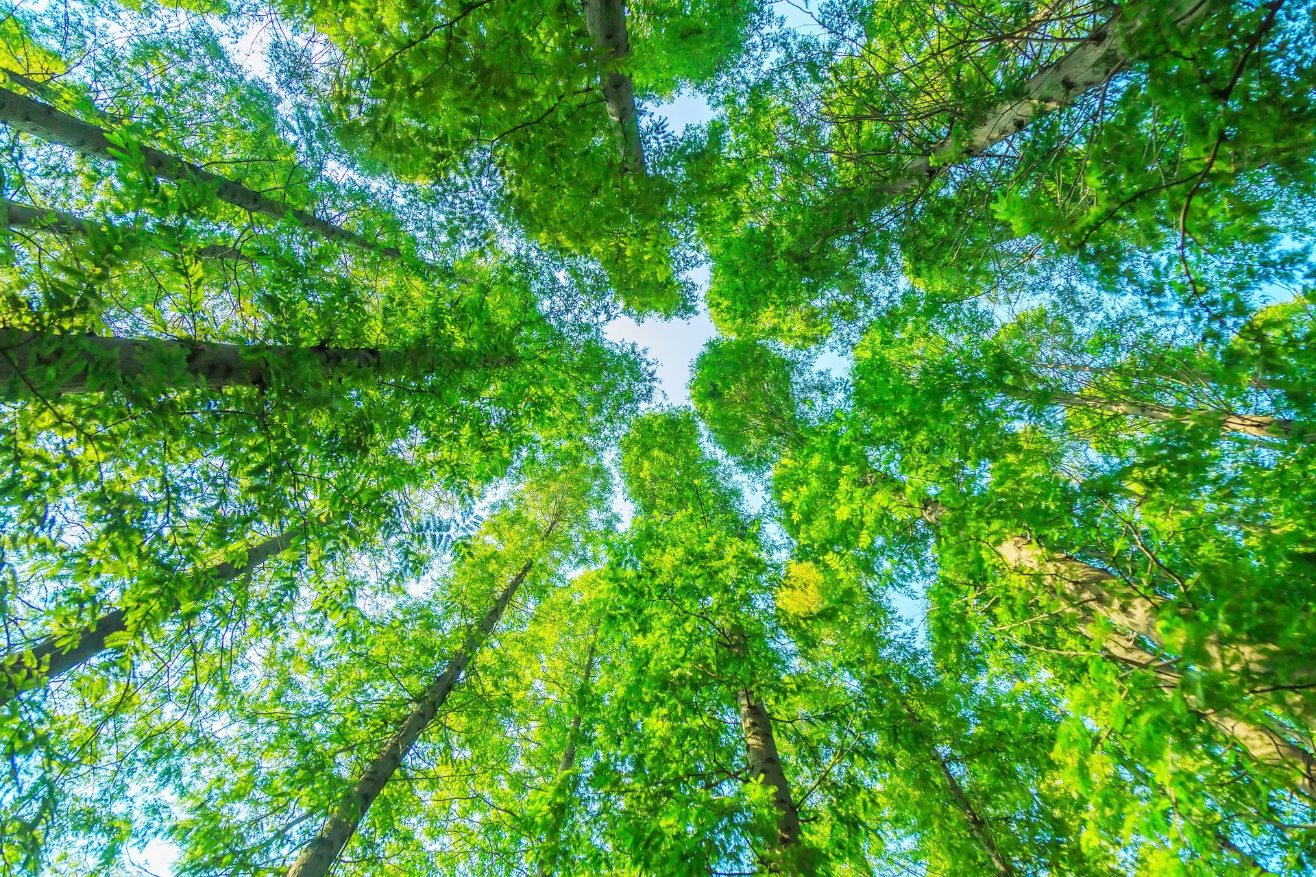 O que você pode aprender em um curso técnico em meio ambiente?