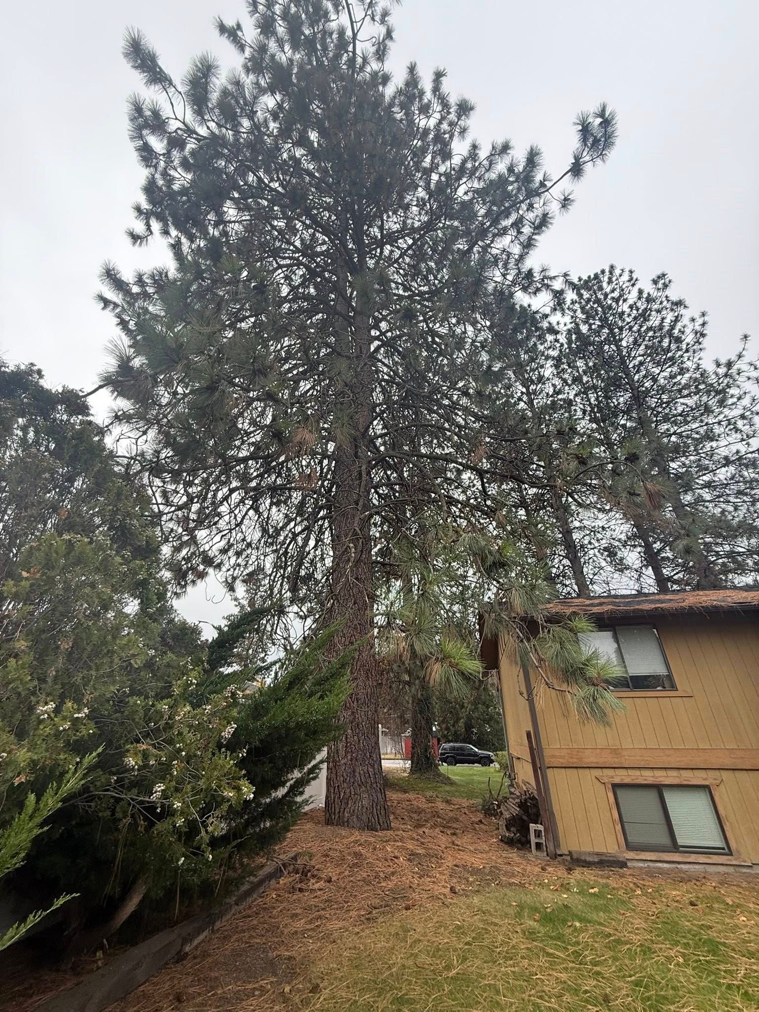 A large, dark pine tree stands next to the side of a brown house on a cloudy day.