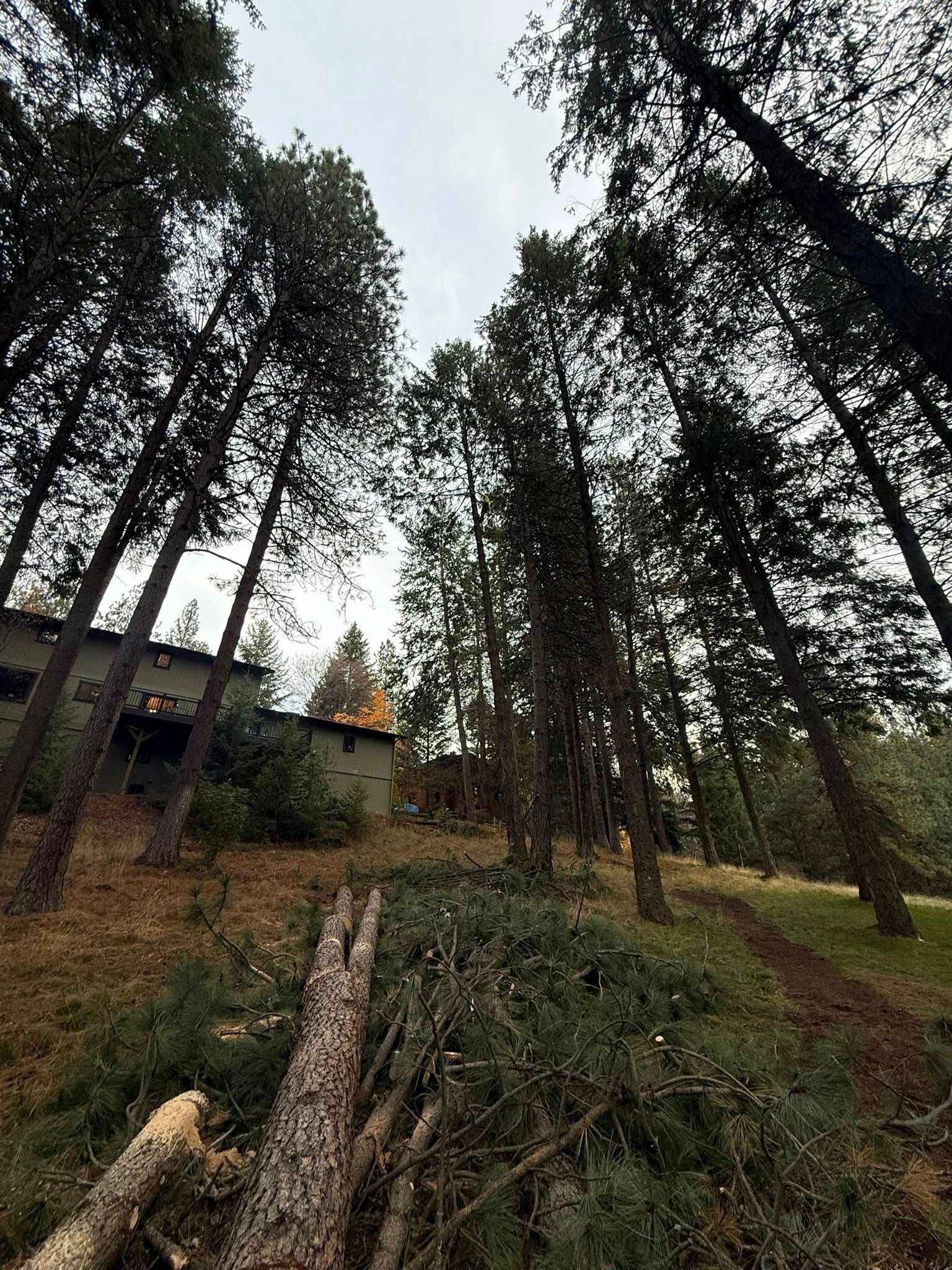 A low-angle view of a wooded area with tall pine trees, a downed log in the foreground, and a house visible to the left.