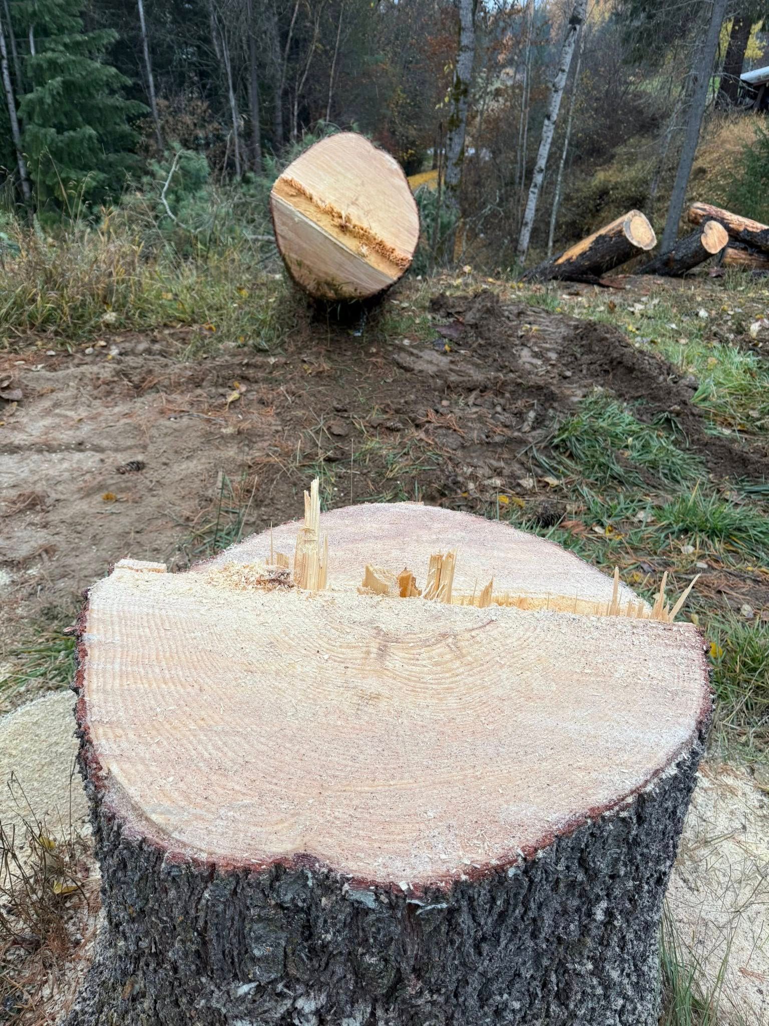 A freshly cut tree stump with a large, angled log lying on the ground behind it in a wooded area.
