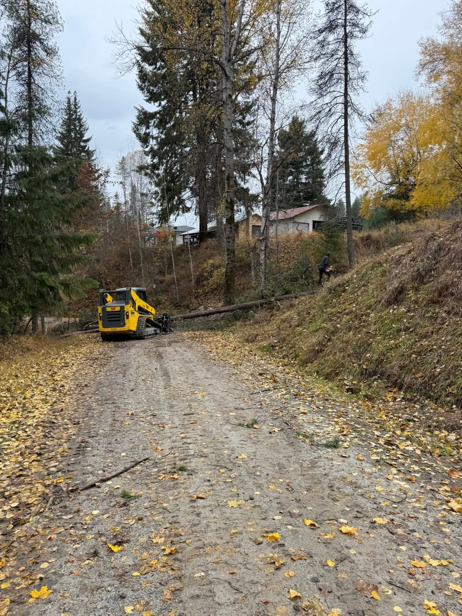 A yellow skid steer clears a fallen tree from a dirt road in a forest during autumn.