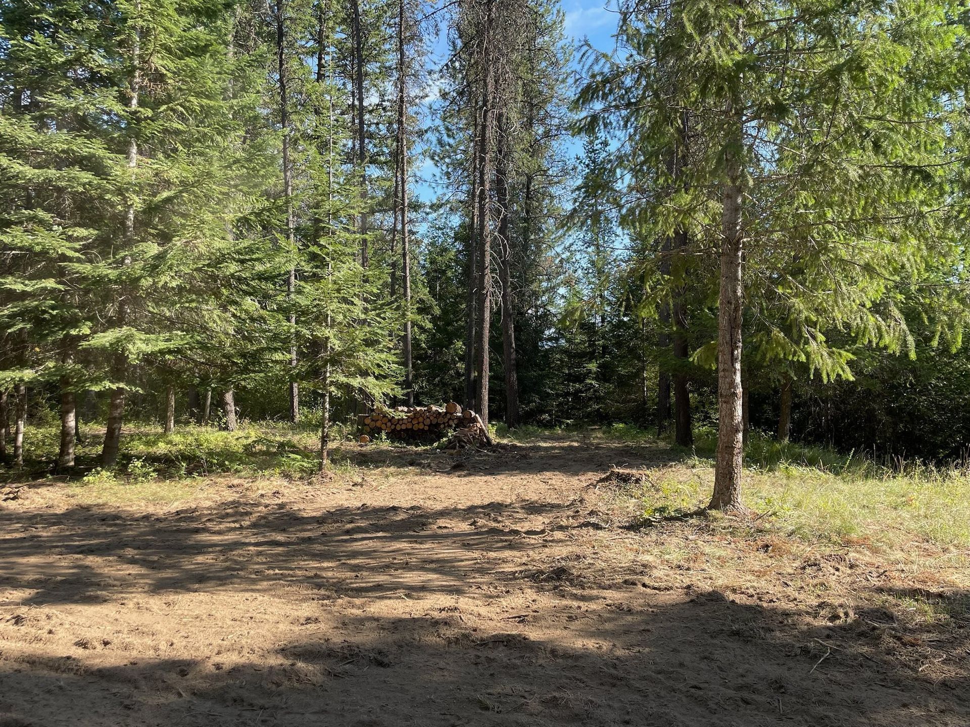 A cleared, sandy area in the foreground leads to a dense forest of tall pine and evergreen trees under a blue sky.