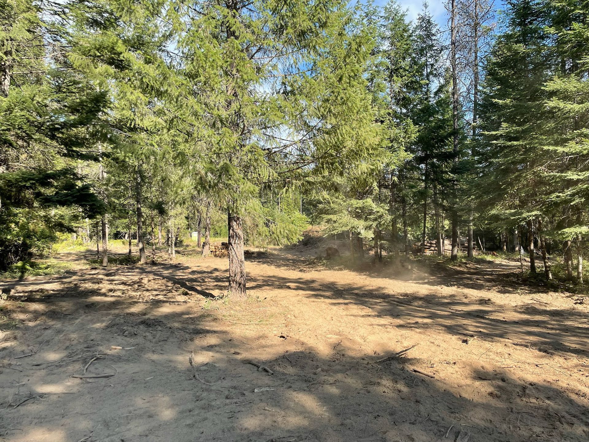 A sunlit clearing in a dense pine forest with patches of brown dirt and light dust rising from the ground.