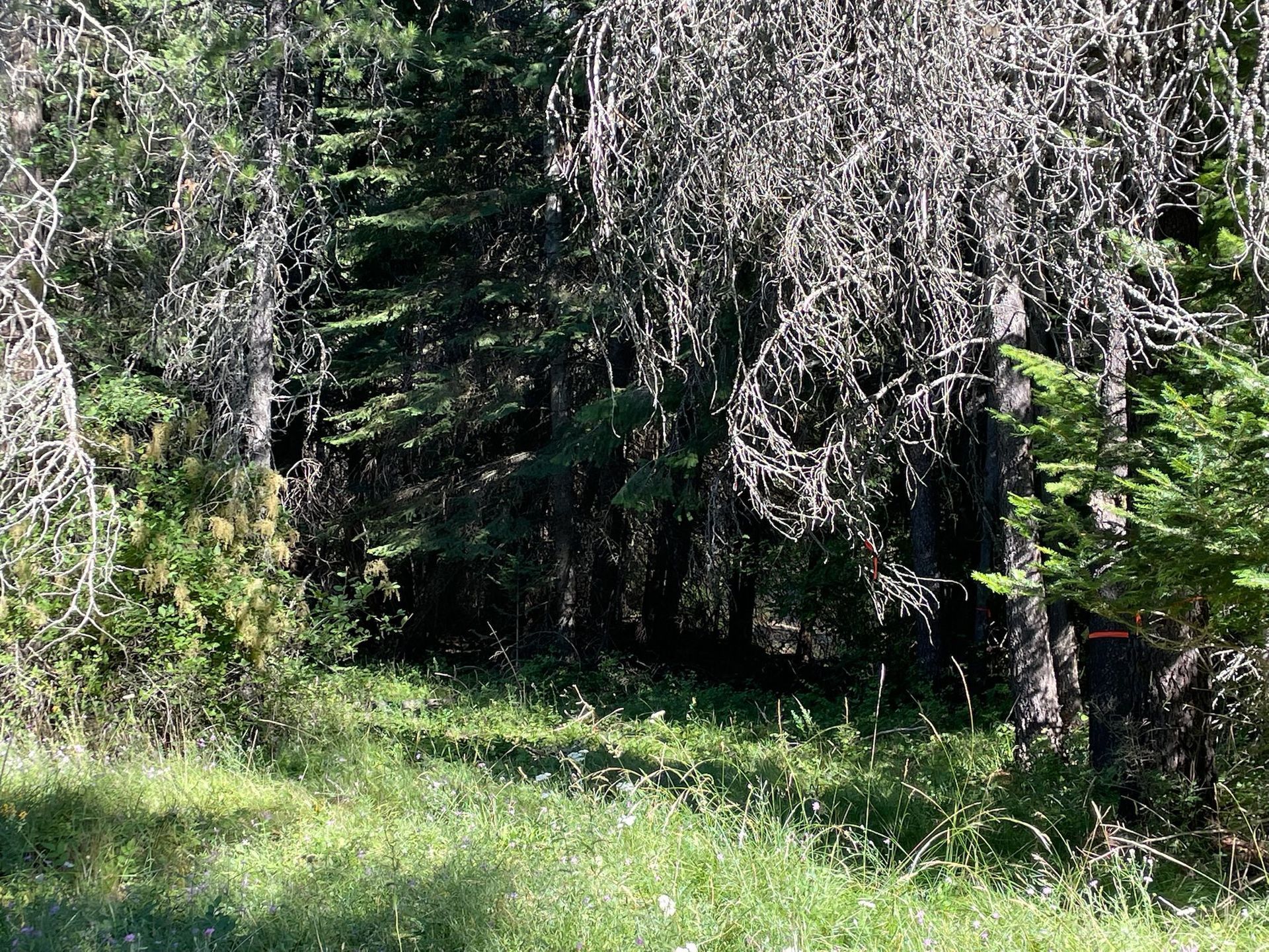 A sunlit grassy clearing leads into a dense forest of evergreen and bare, thin trees.
