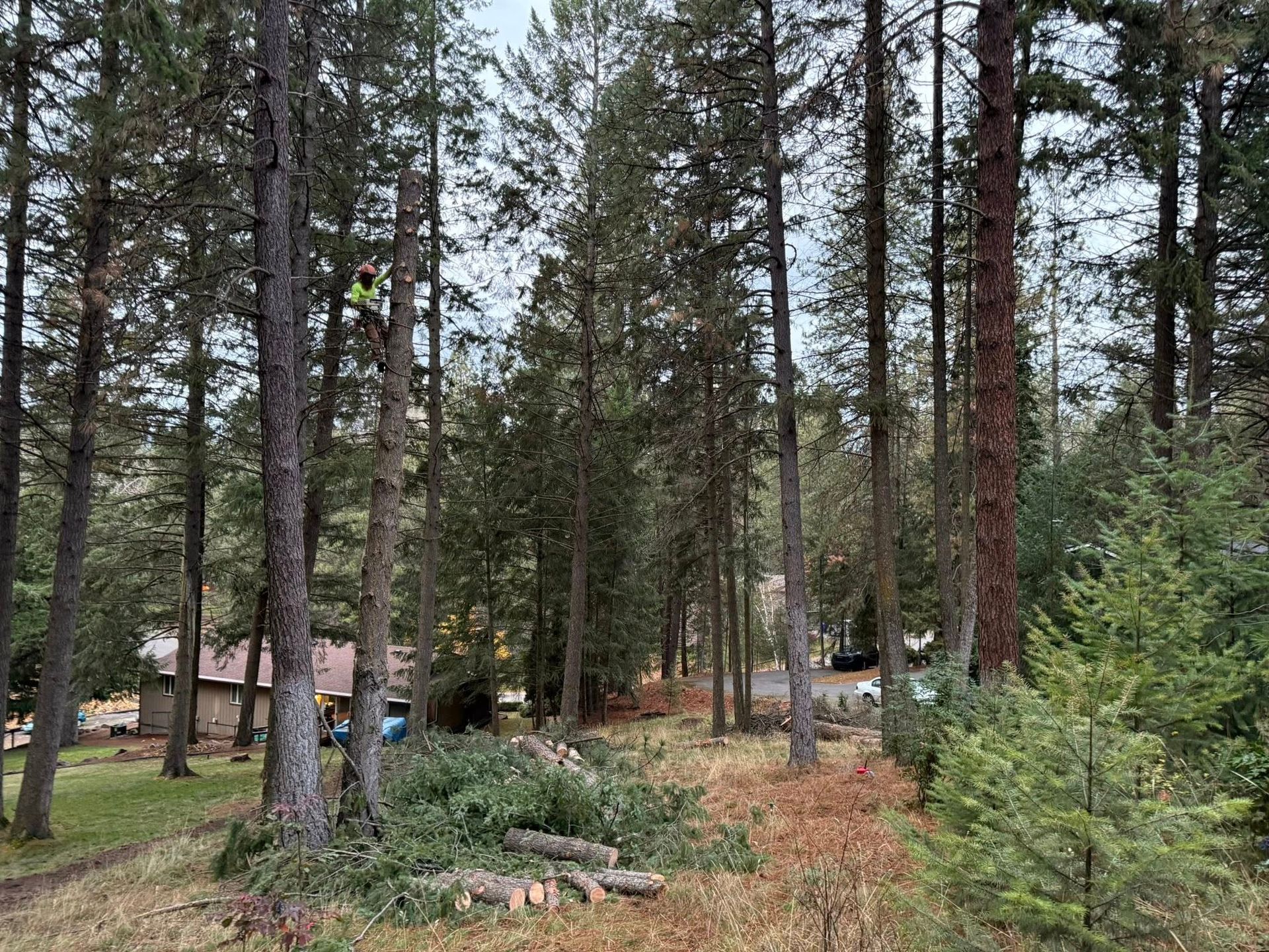 A worker in a high-visibility vest climbs a tall pine tree in a forested area near a house with cut branches on the ground.