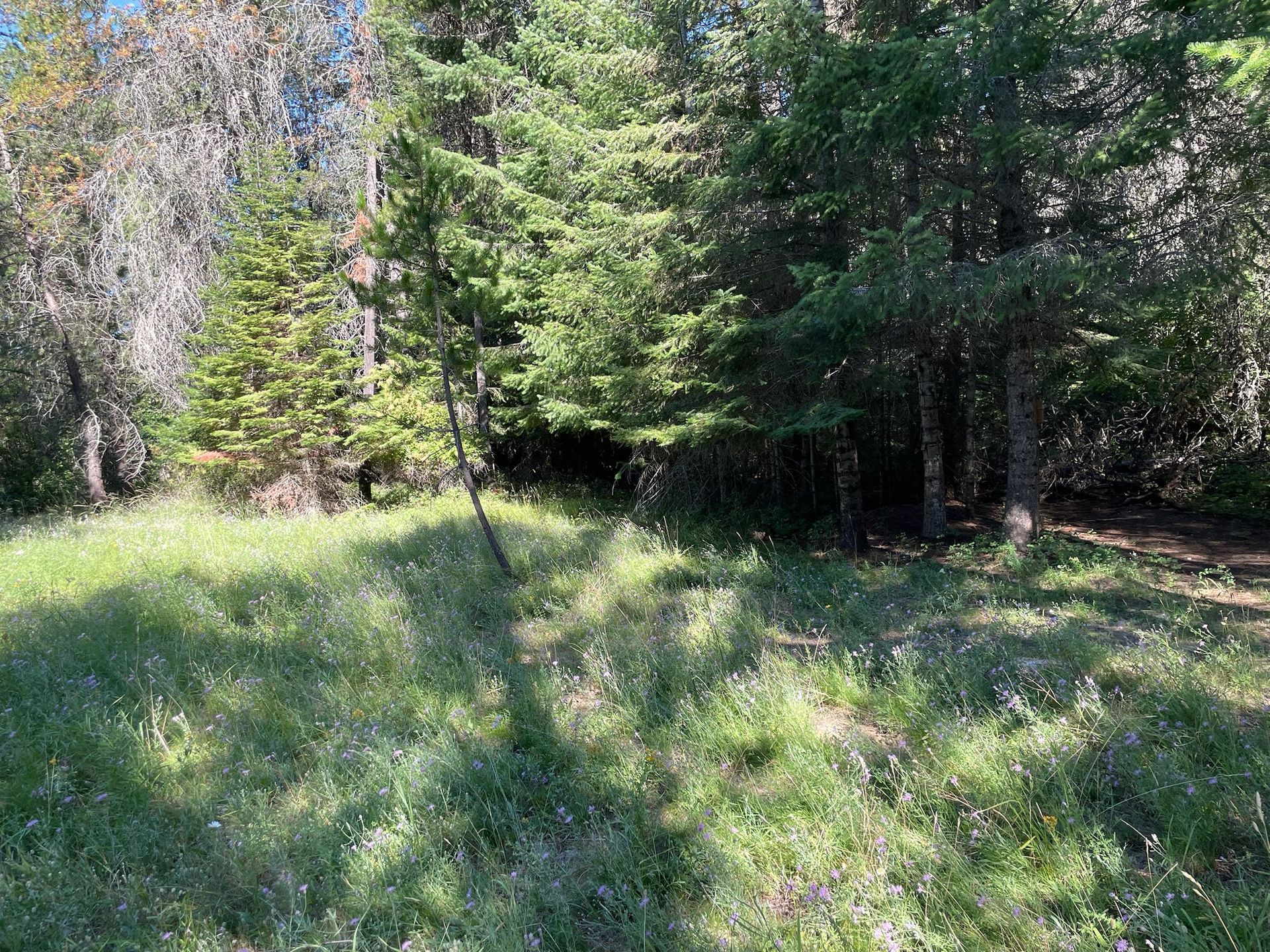 A sunlit grassy clearing leads to a dense forest edge with tall coniferous trees under a clear blue sky.