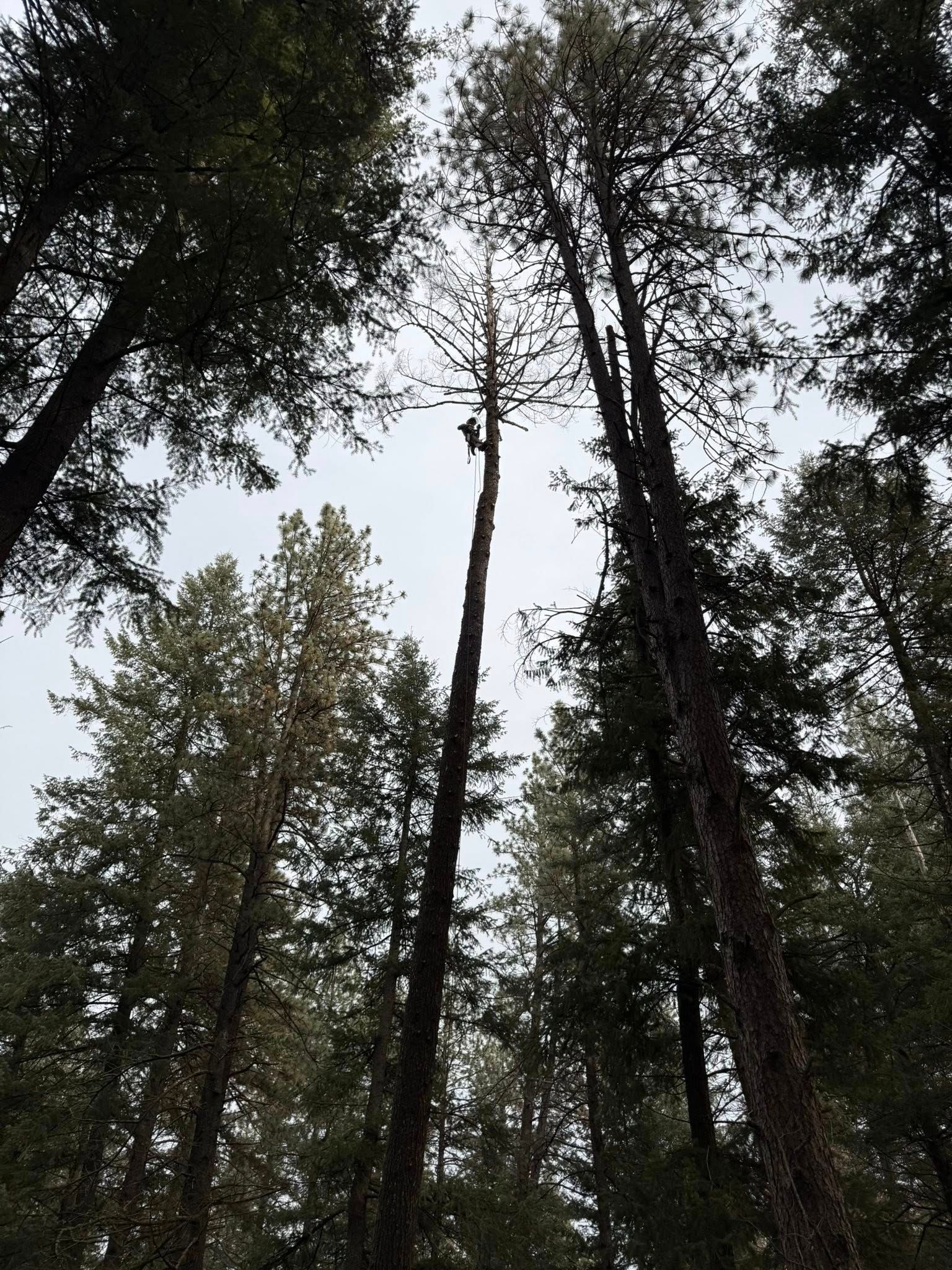 A person in climbing gear is high up in a tall, bare tree in a dense forest, reaching toward the top branches.