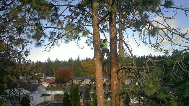 An arborist in a bright green vest climbs a tall pine tree, removing branches above a residential neighborhood.