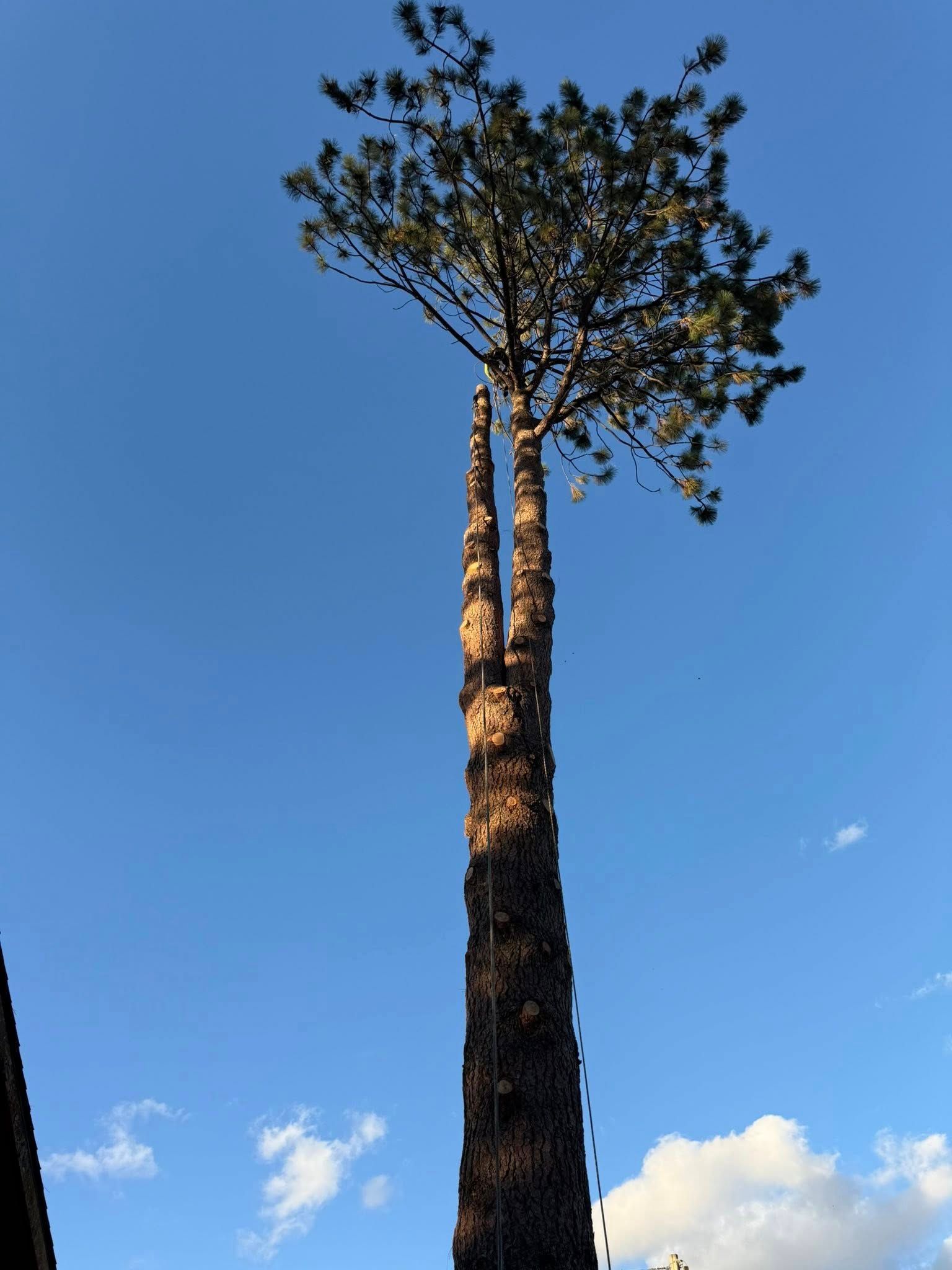 A tall pine tree with a heavily pruned trunk and a bushy canopy against a clear blue sky.