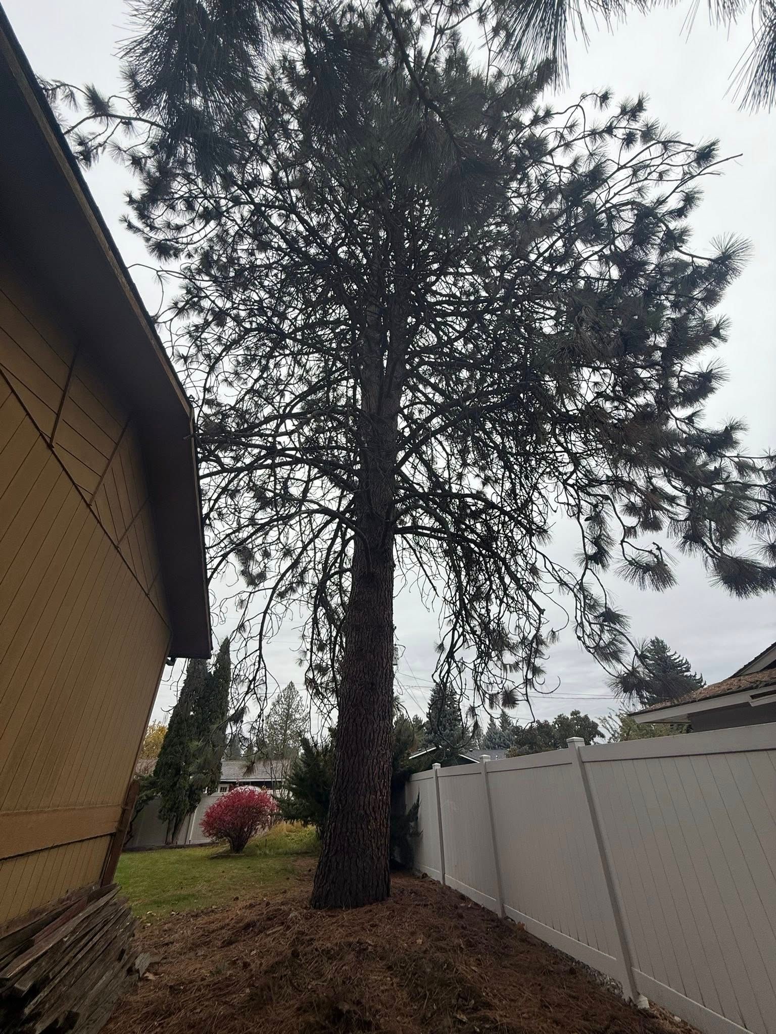 A tall, mature pine tree stands in a backyard between a tan house wall and a white vinyl fence.