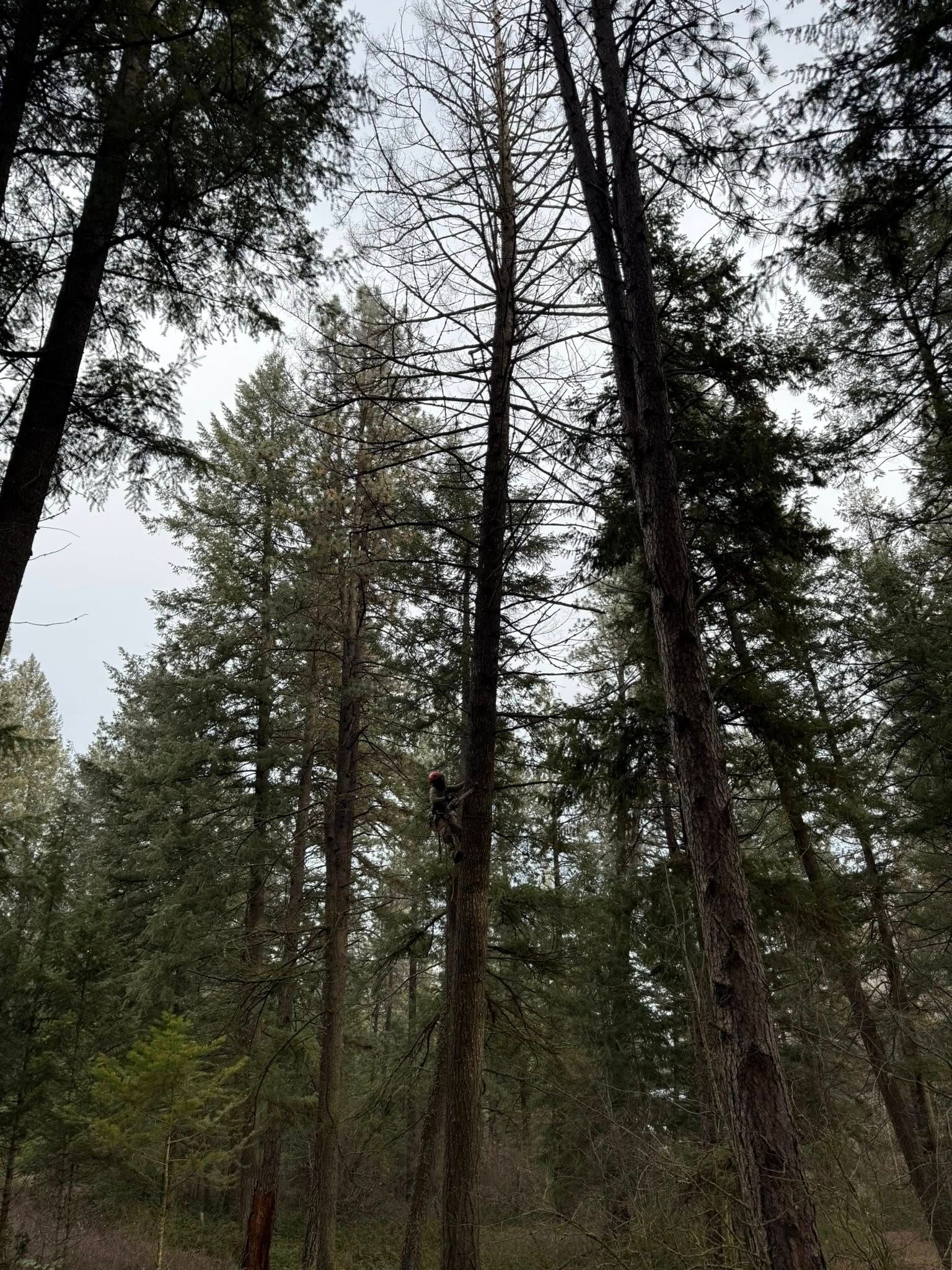 Looking up at a forest of tall, mature pine trees with a light, overcast sky visible through the canopy.