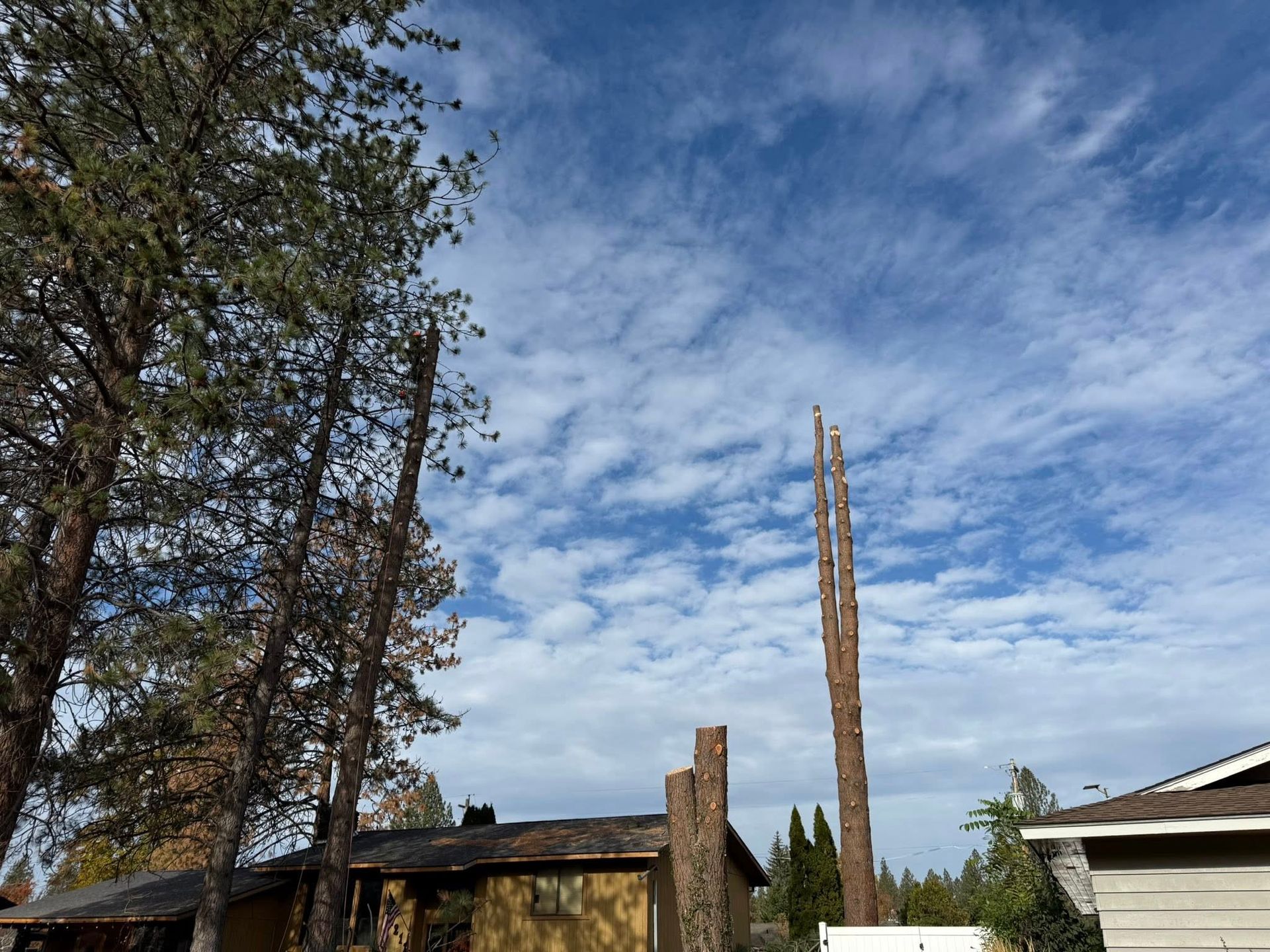 Several trees, some topped, stand near a house under a blue sky with scattered clouds.