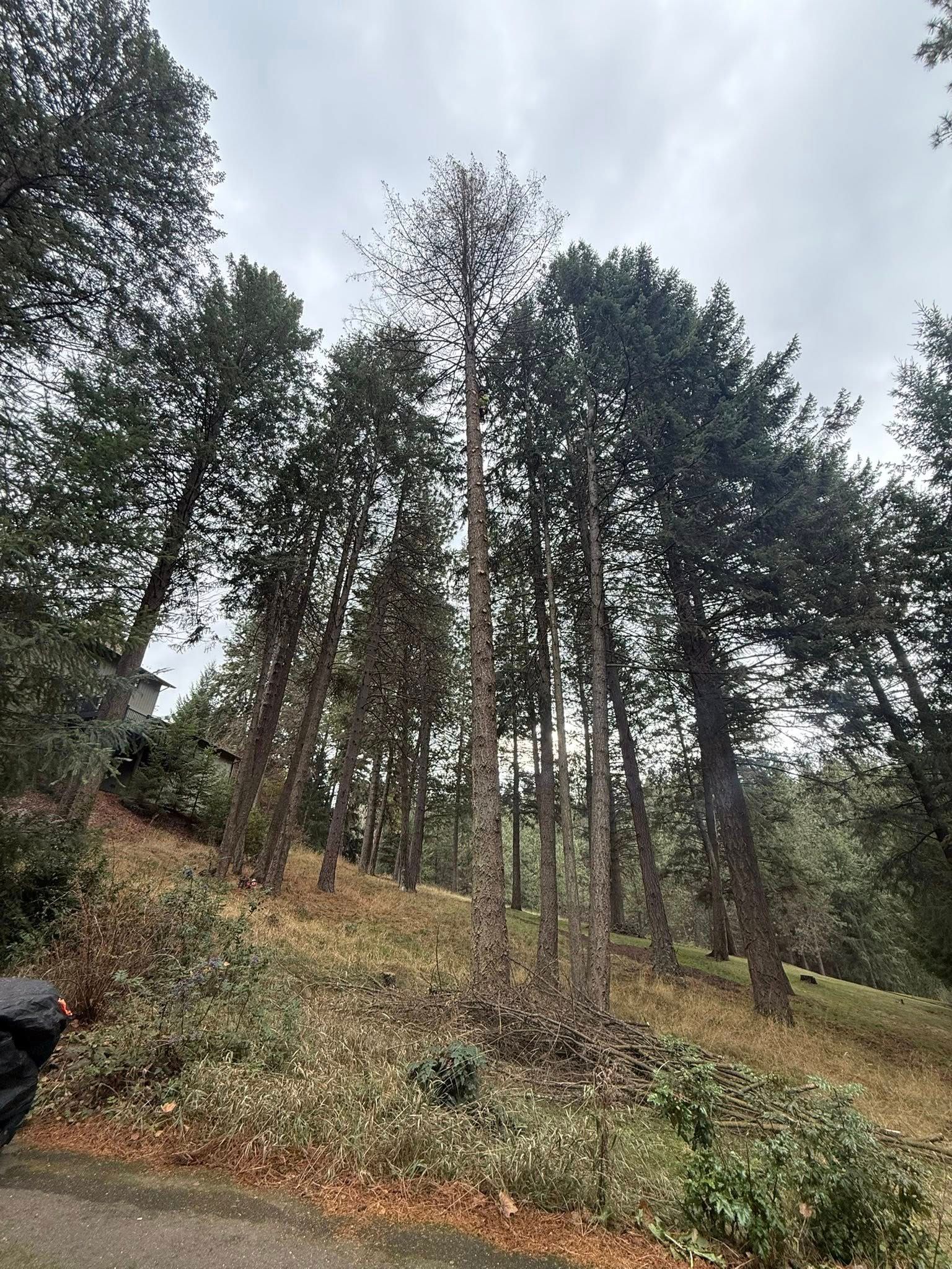 A steep, grassy hill dotted with tall pine trees under a cloudy sky.