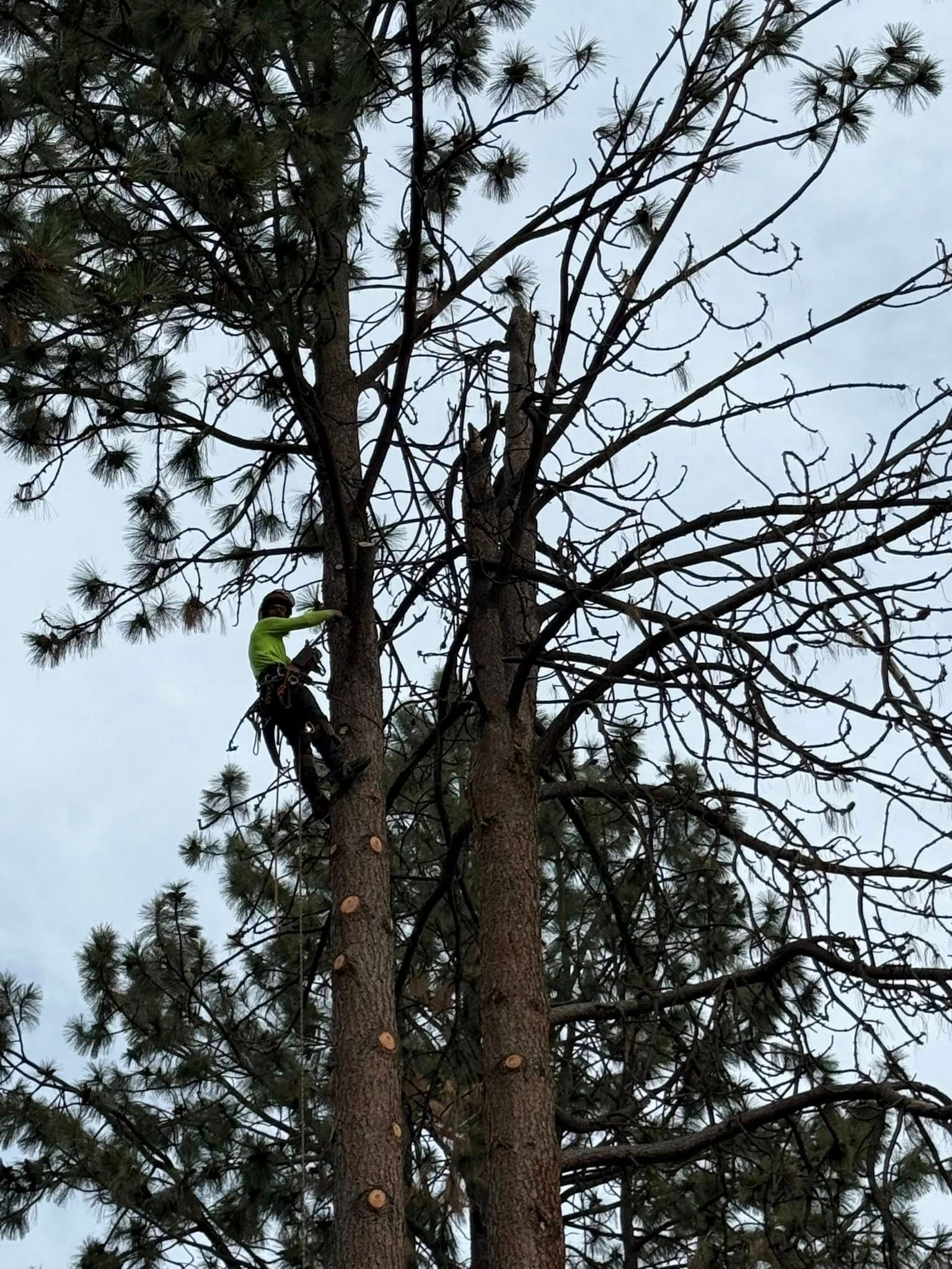 An arborist in a high-visibility yellow shirt works high up in a tall pine tree, trimming branches.