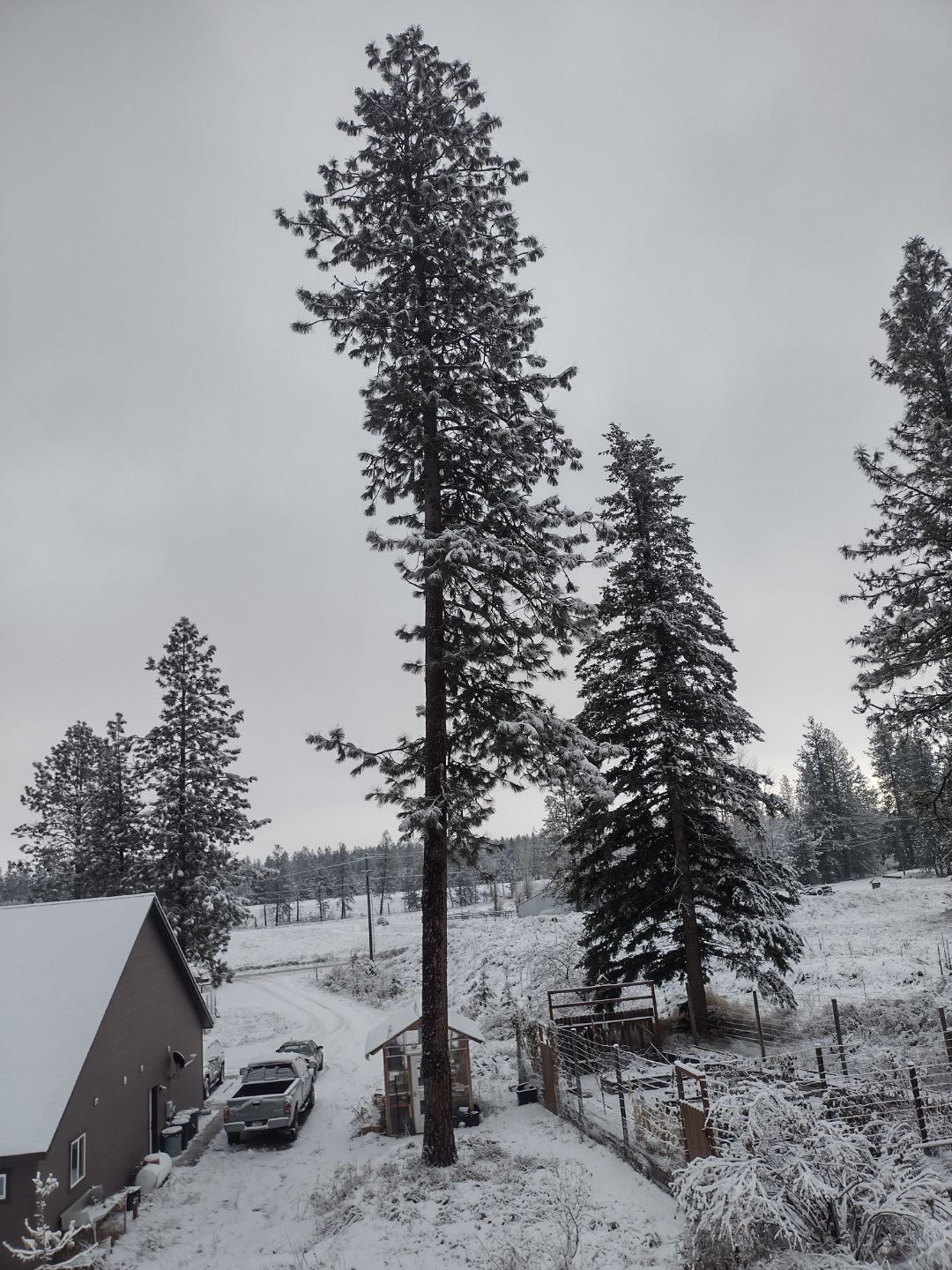 Snow-covered trees and a small shed stand near a house and a parked truck on a winter day.