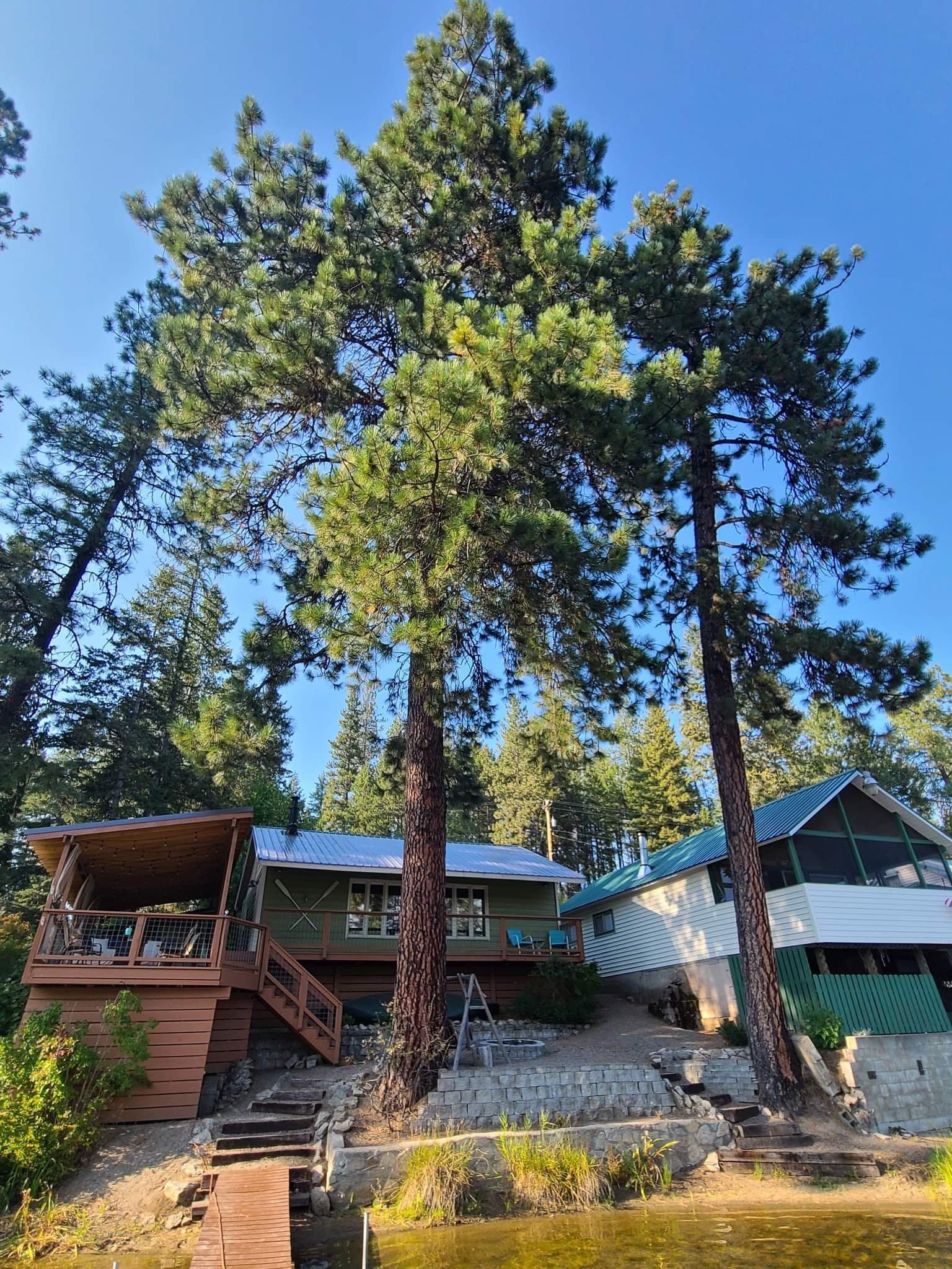 Two cabins with decks nestled among tall, mature pine trees near a shoreline on a clear, sunny day.