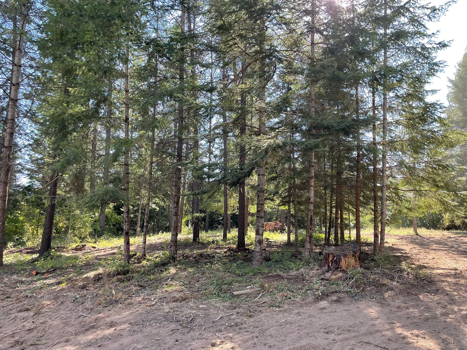 Sunlight filters through a dense grove of tall, evergreen pine trees on a clear day, with a dirt path in the foreground.
