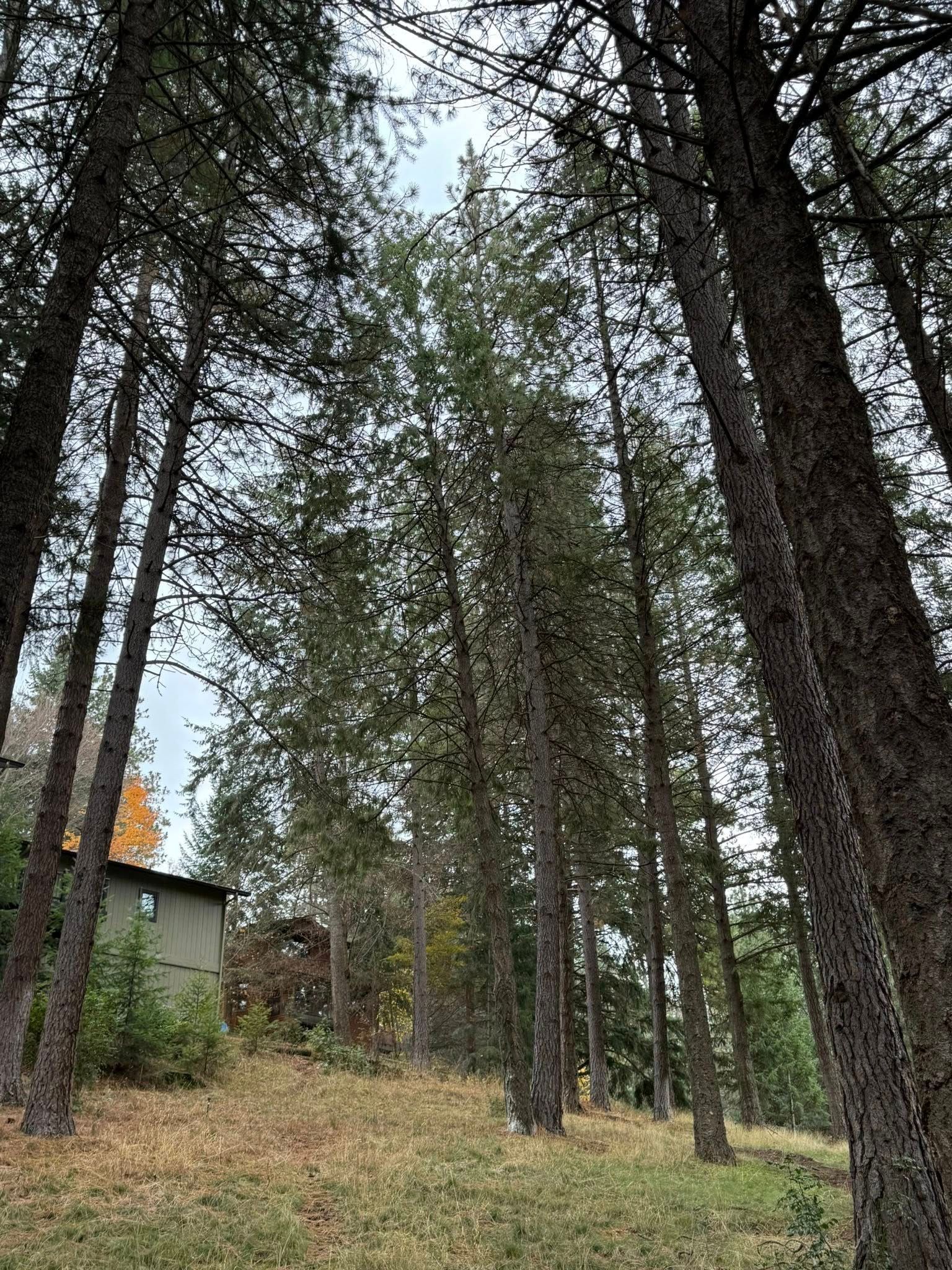 A house sits on a hillside among many tall pine trees under an overcast sky.