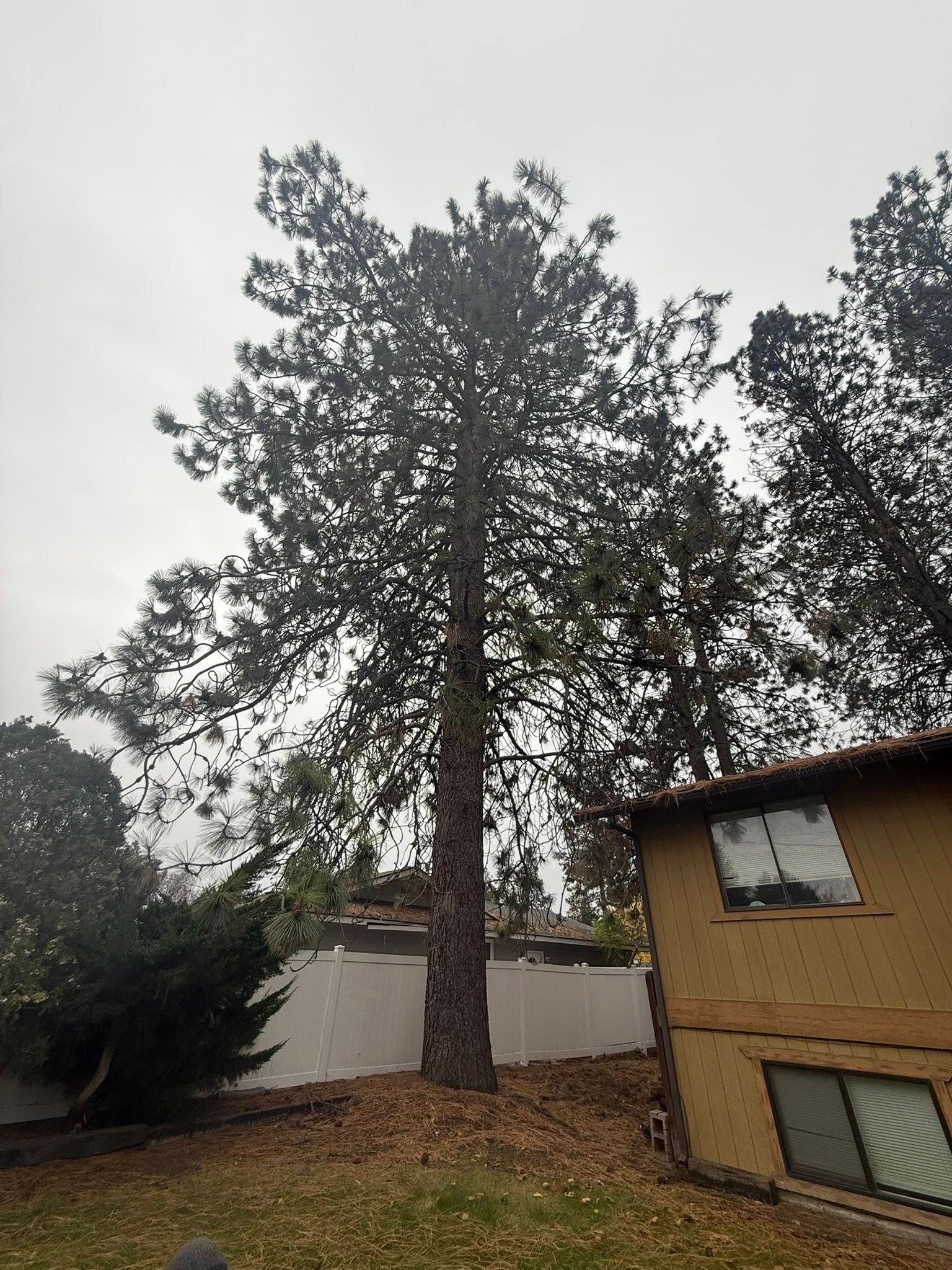 A tall, textured pine tree stands in a backyard next to a brown house under a gray, overcast sky.