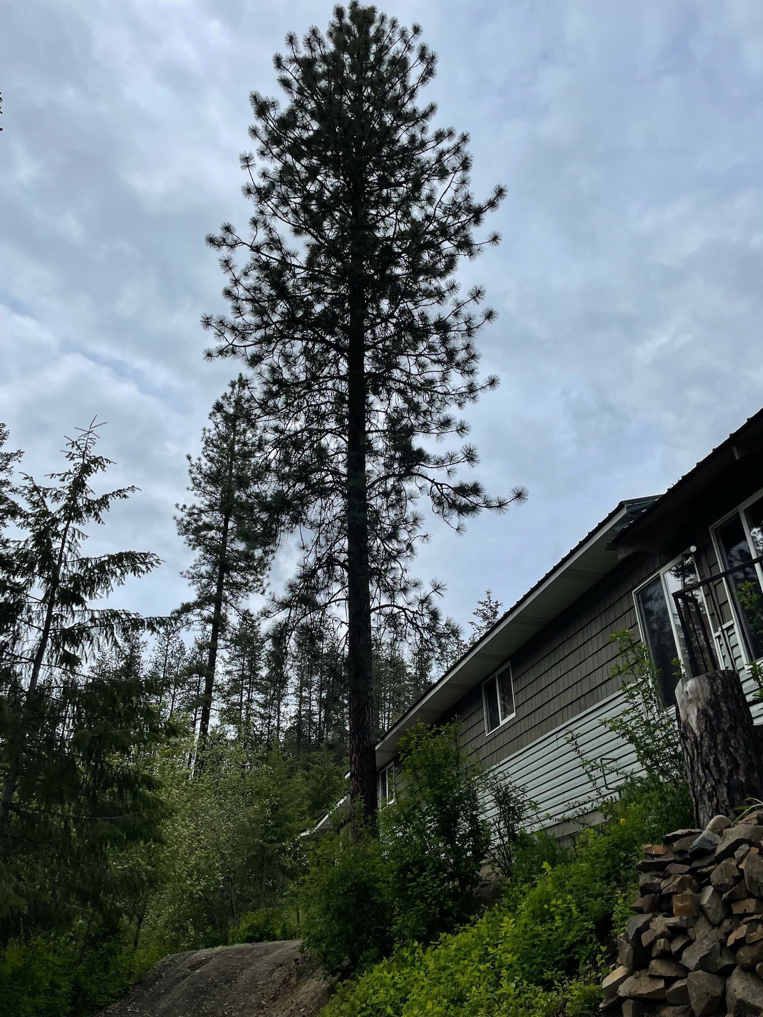 A tall, slender conifer tree stands beside a house with grey siding, set on a grassy, sloped hill under a cloudy sky.
