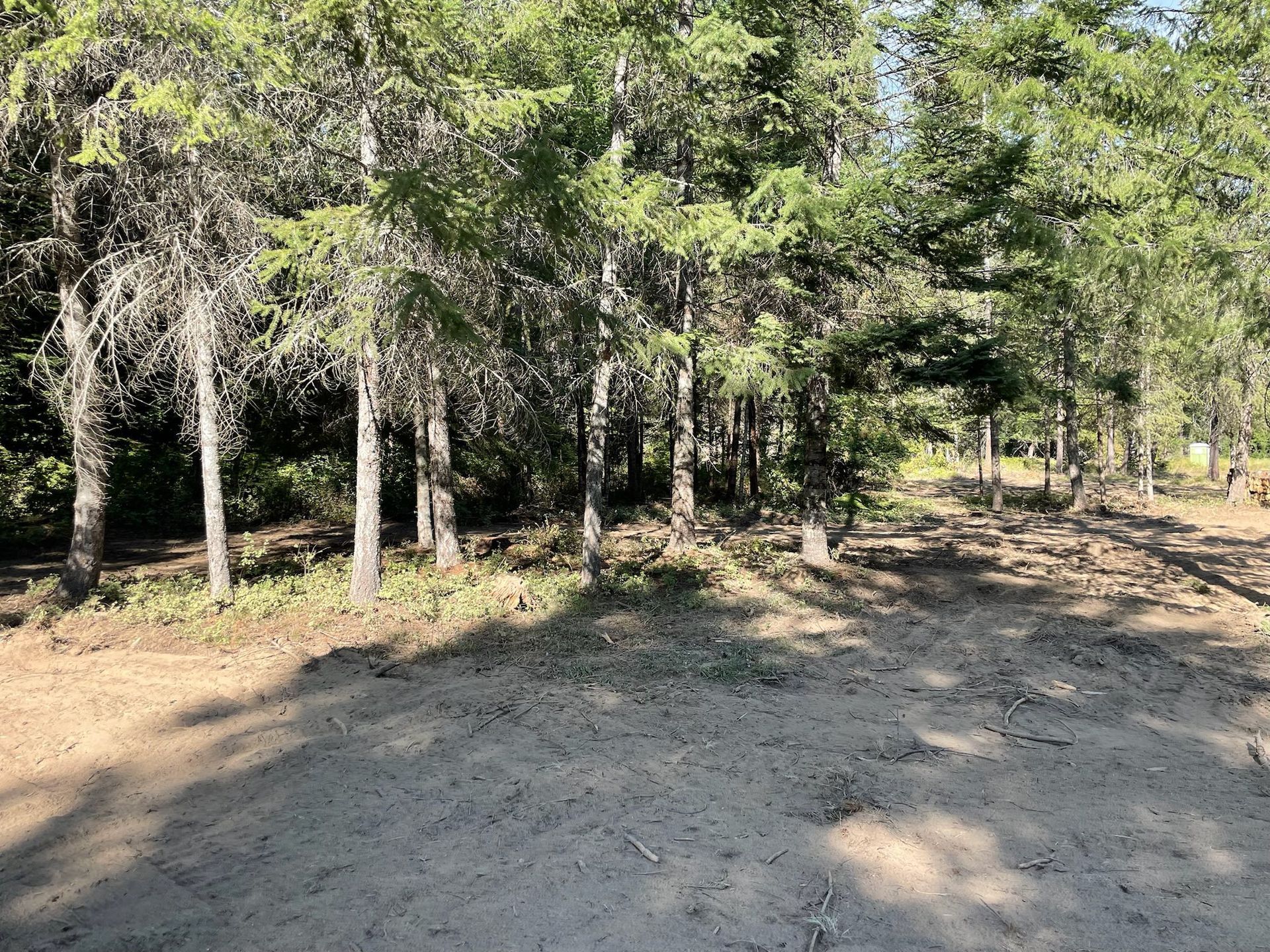 A dirt clearing leads into a dense forest of evergreen trees under a bright, sunny sky.