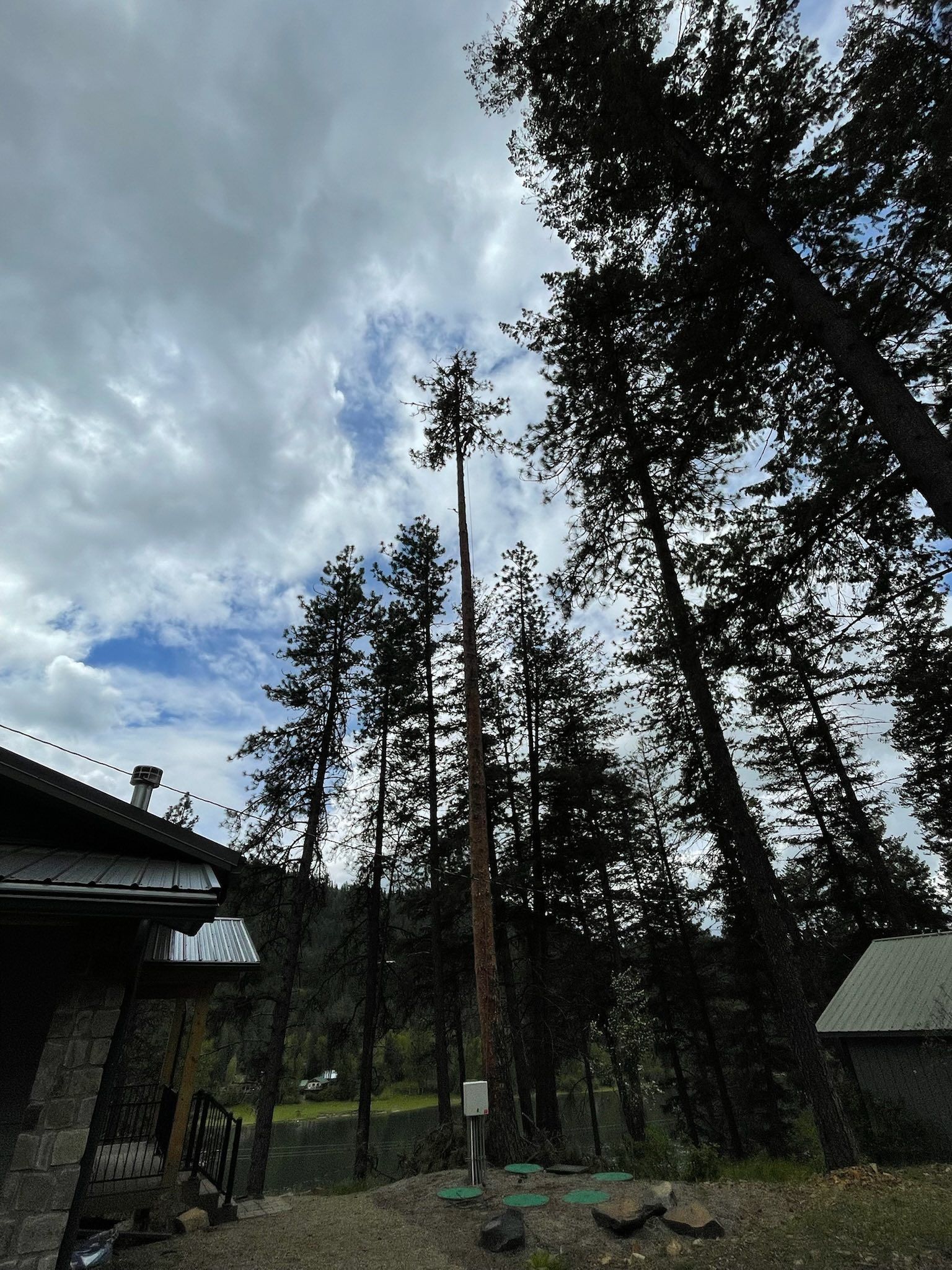 A tall, partially bare tree stands in a yard between two buildings under a cloudy sky.