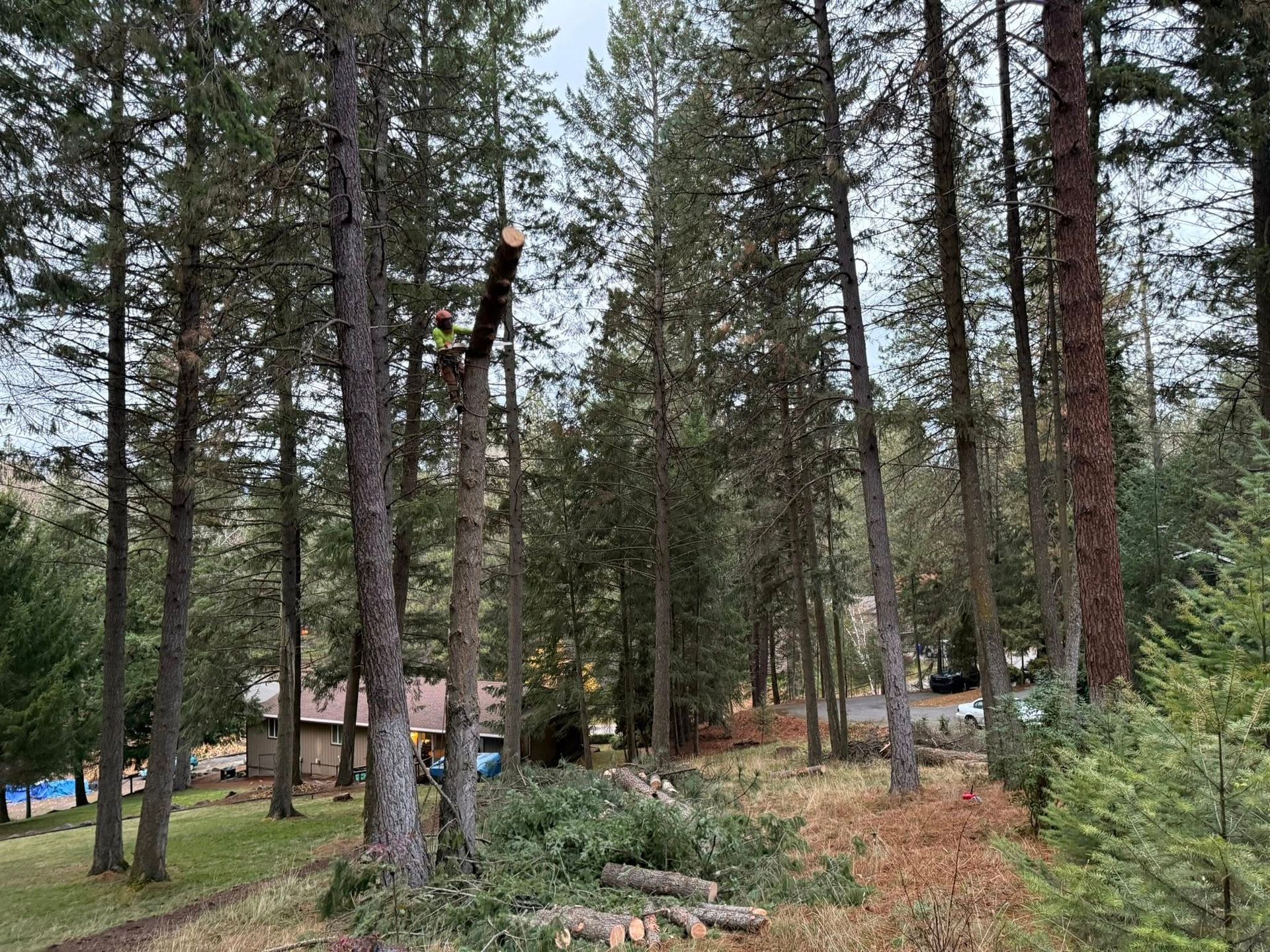 A worker in high-visibility gear perched in a tree during a tree-trimming operation in a forested area.