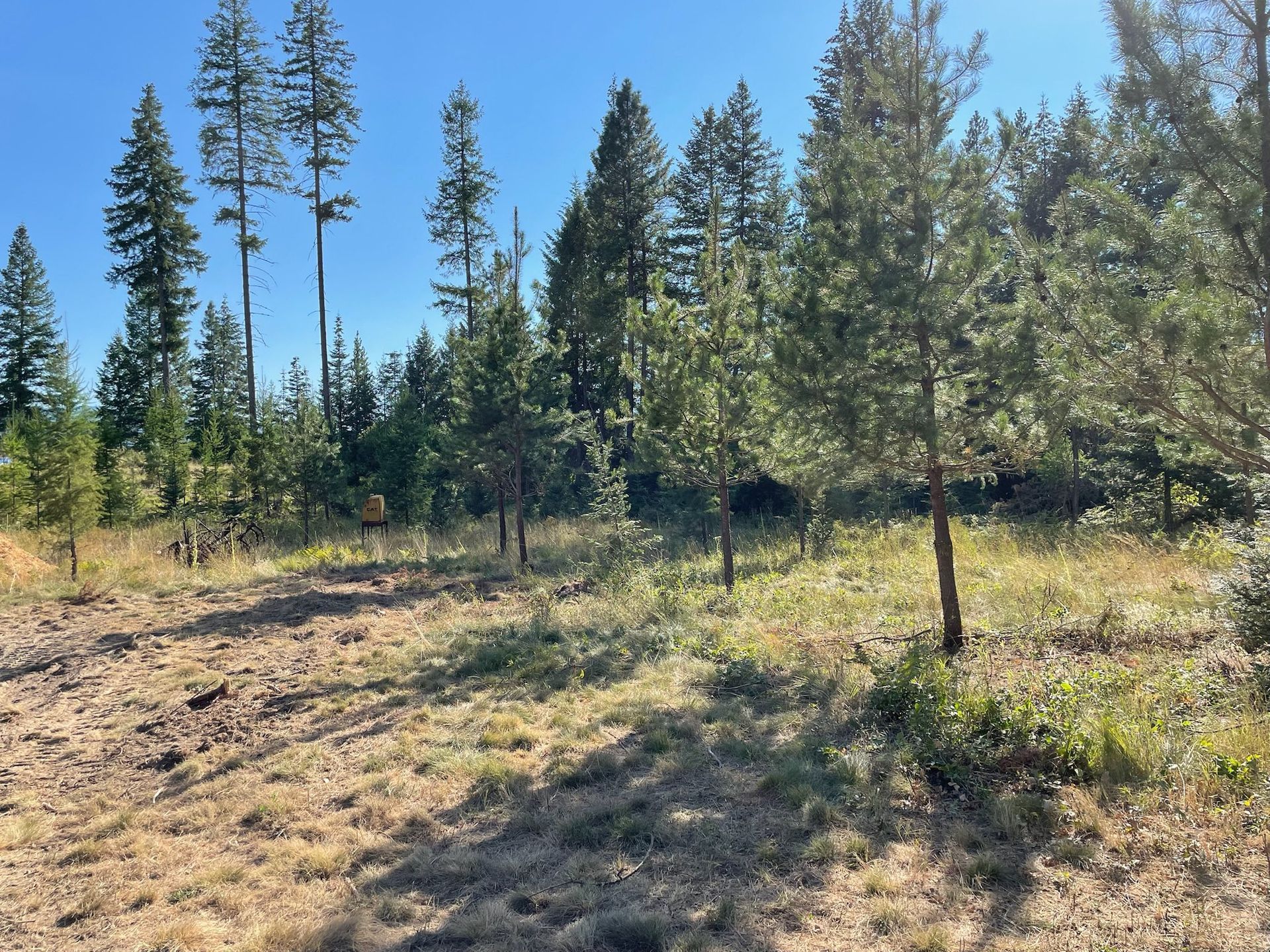 A sunny, grassy clearing bordered by a variety of evergreen trees against a clear blue sky.