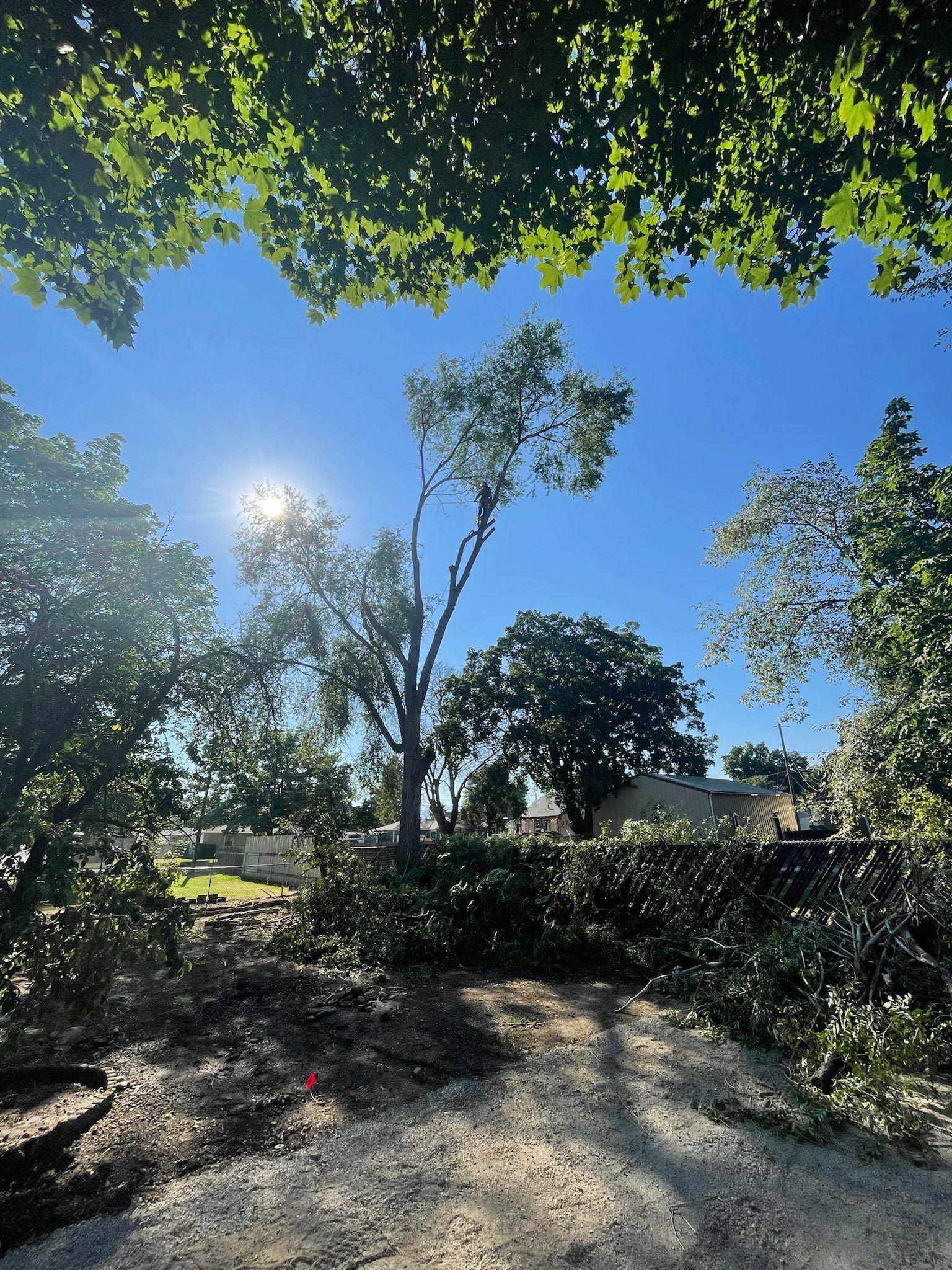 A sunny backyard view looking up through tree branches toward a clear blue sky and a tall tree with sparse foliage.