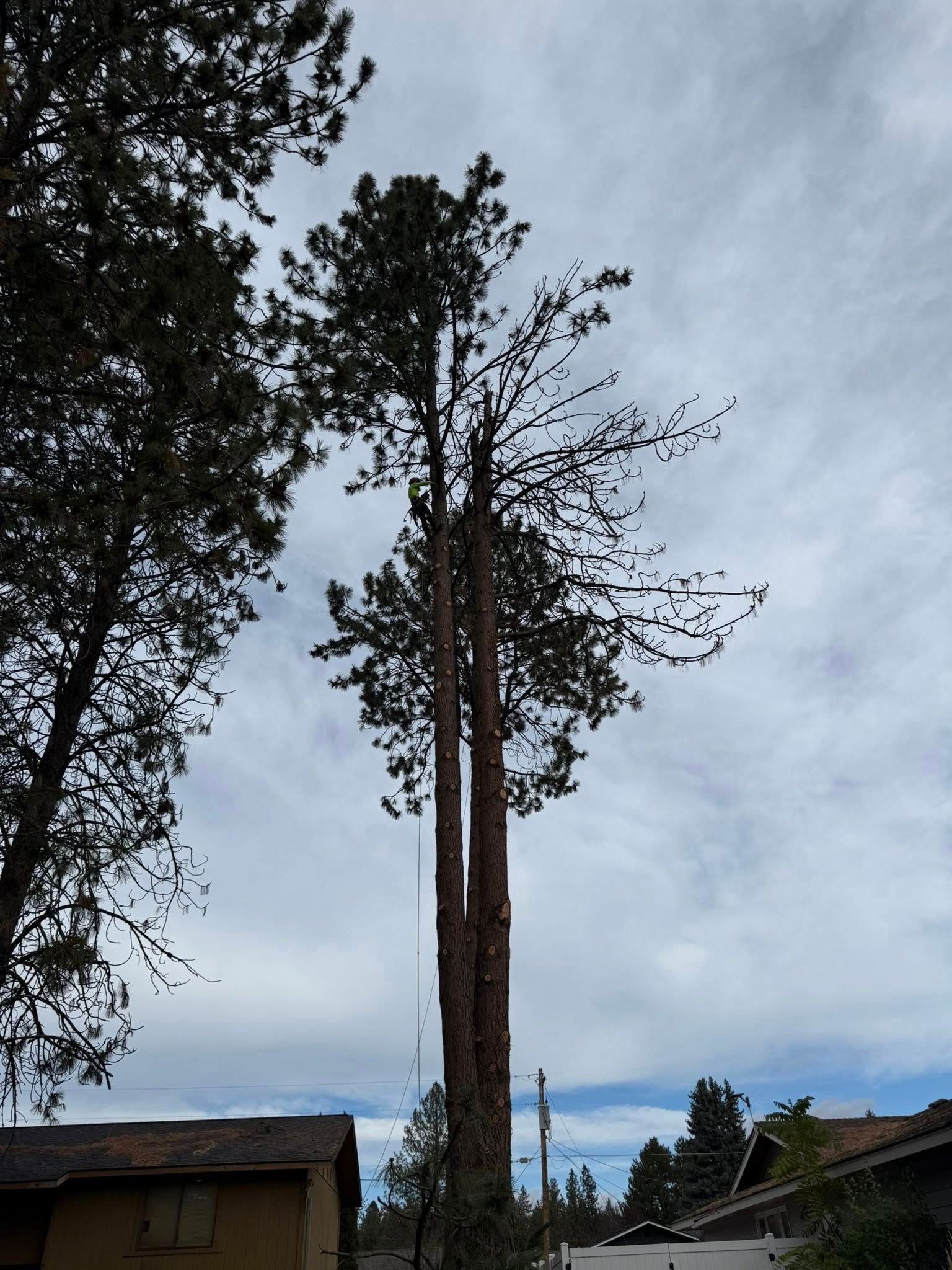 A tree service worker in the canopy of a tall, partially pruned pine tree being dismantled near houses.
