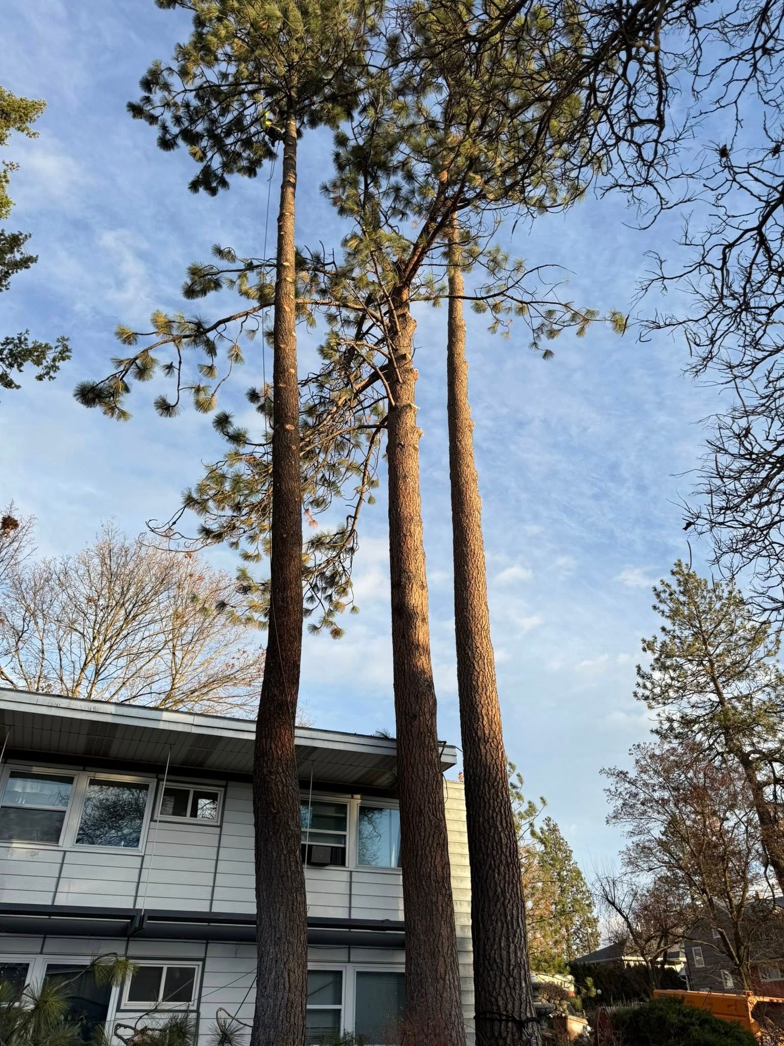 Three tall, mature pine trees stand prominently in front of a multi-story building under a blue, partly cloudy sky.