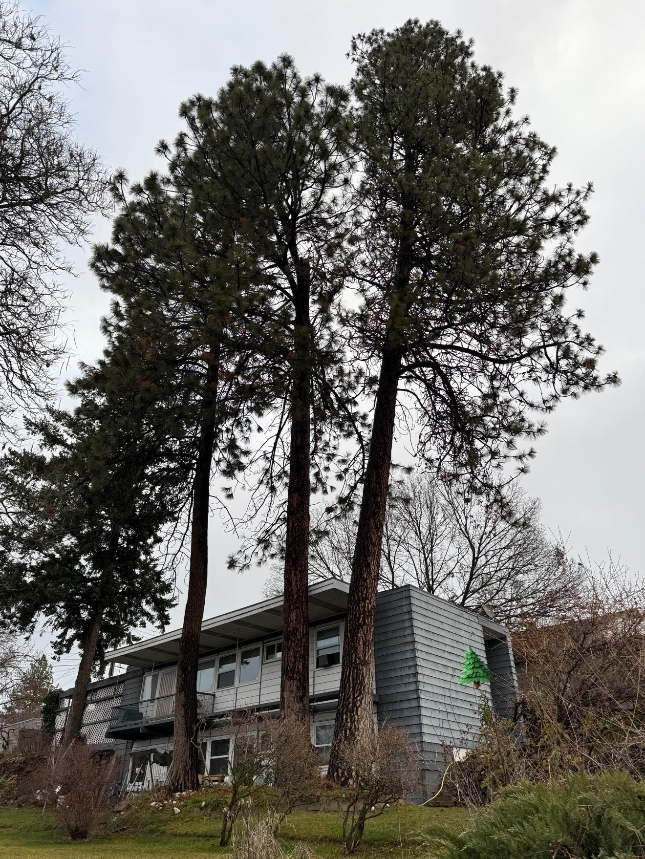 A gray, two-story apartment building framed by three tall, mature pine trees under a cloudy sky.