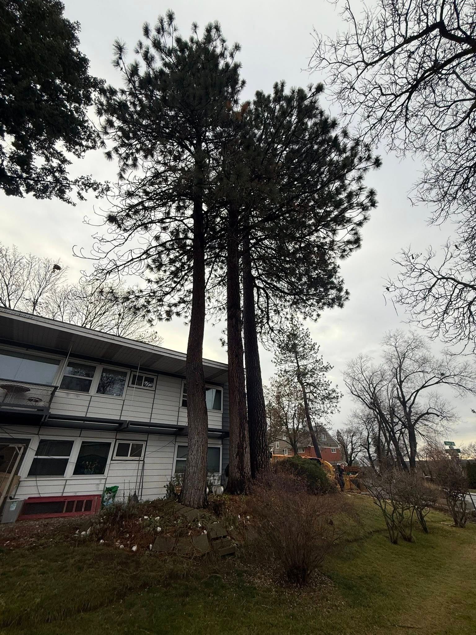 Three tall pine trees tower over the side of a two-story residential building on an overcast day.