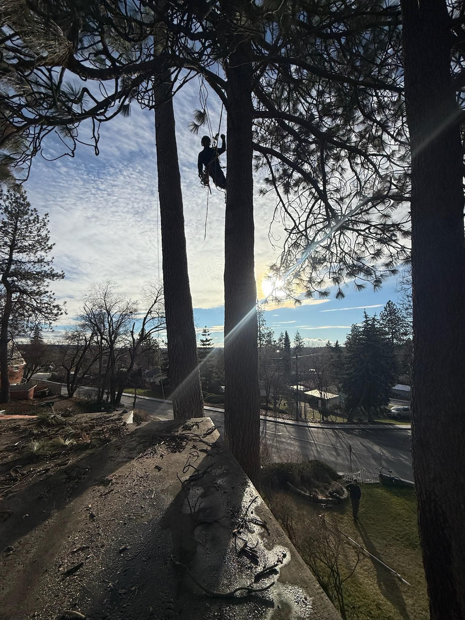 A person in a harness works high up in a tall pine tree, silhouetted against a bright, hazy sky at sunset.