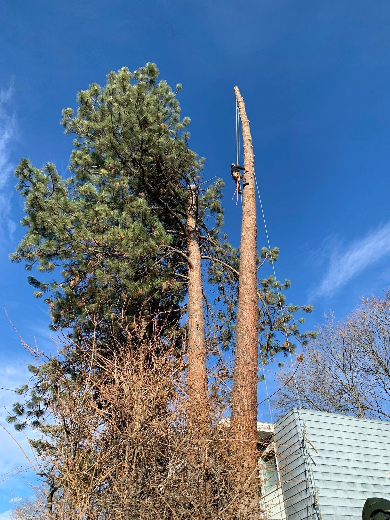A climber on ropes prunes the top of a tall, leafless pine tree next to a second, fully foliated pine under a blue sky.