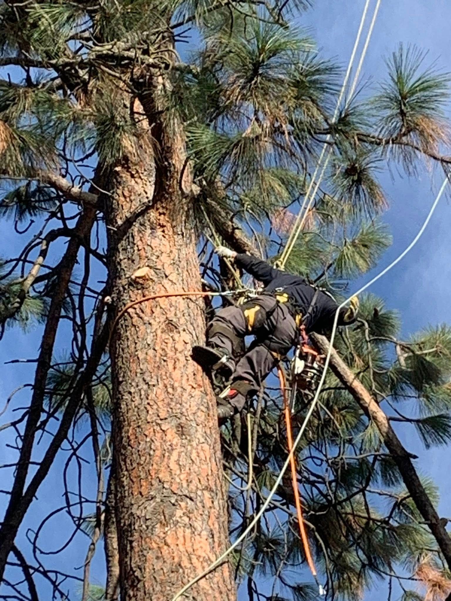 An arborist in protective gear climbs a tall pine tree, secured by ropes and harnesses against a bright blue sky.