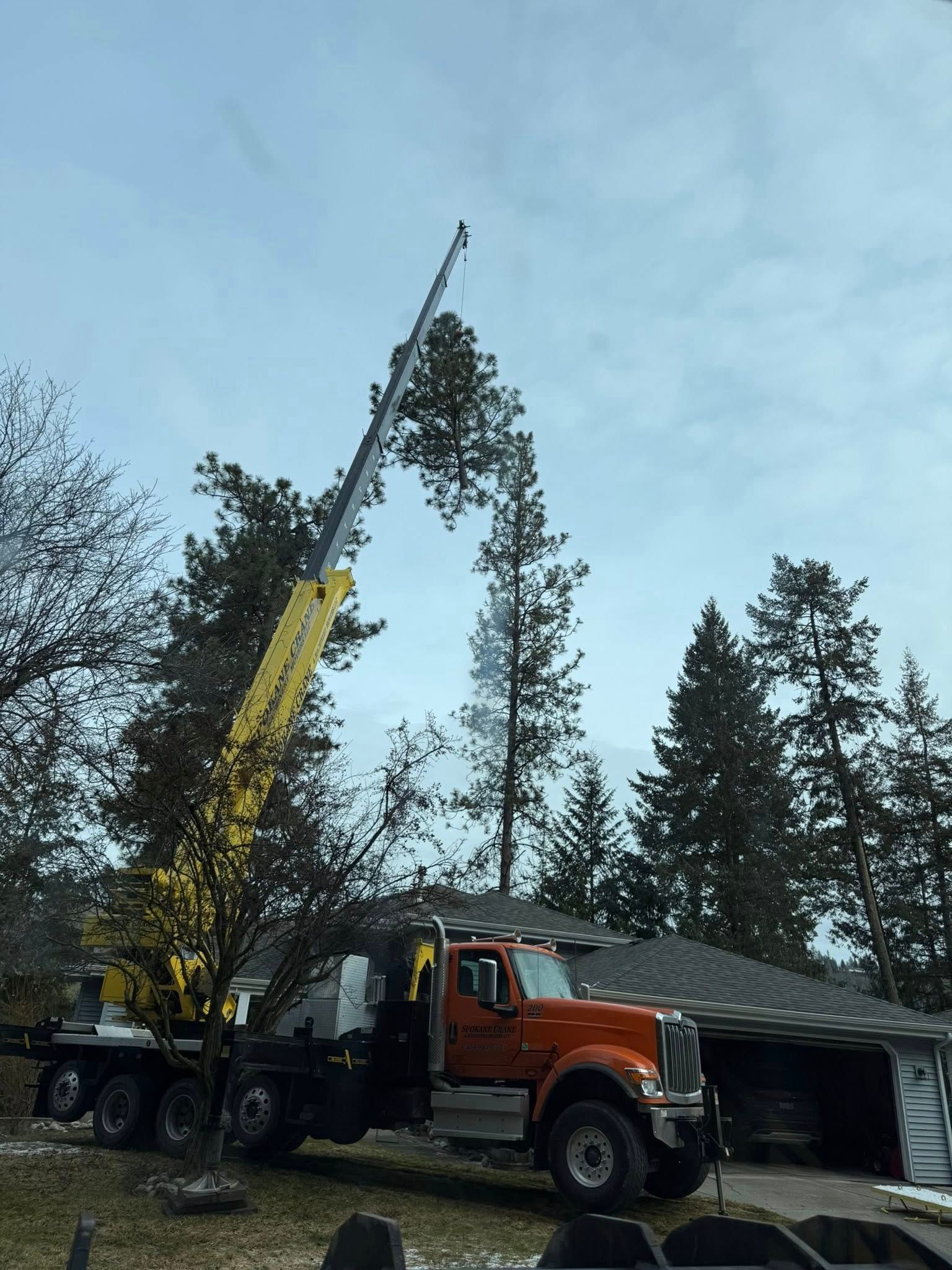An orange crane truck parked in a residential yard, extending its long yellow boom to reach the top of a tall pine tree.