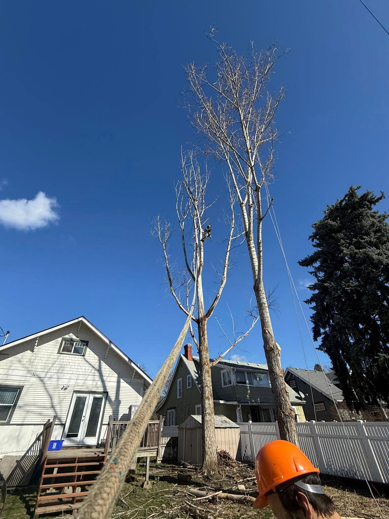 A worker wearing an orange hard hat climbs a tall, pruned tree in a residential backyard on a sunny day.