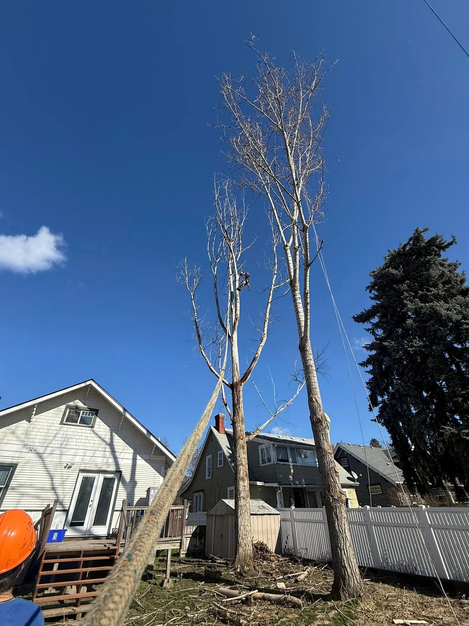 A tree worker in a harness prunes a tall, bare birch tree next to a house on a sunny day.