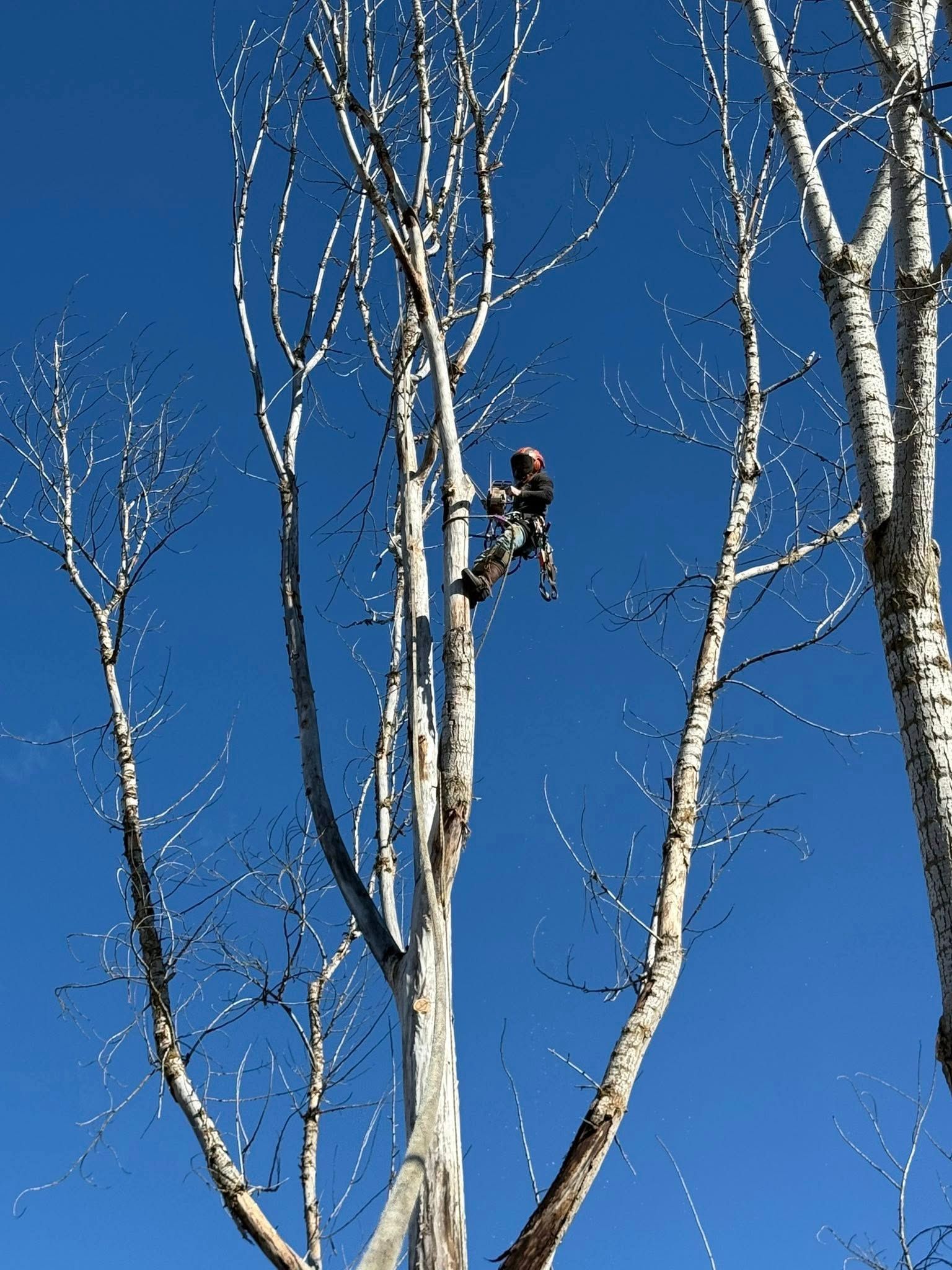 An arborist in a harness climbs a tall, leafless tree against a clear blue sky.