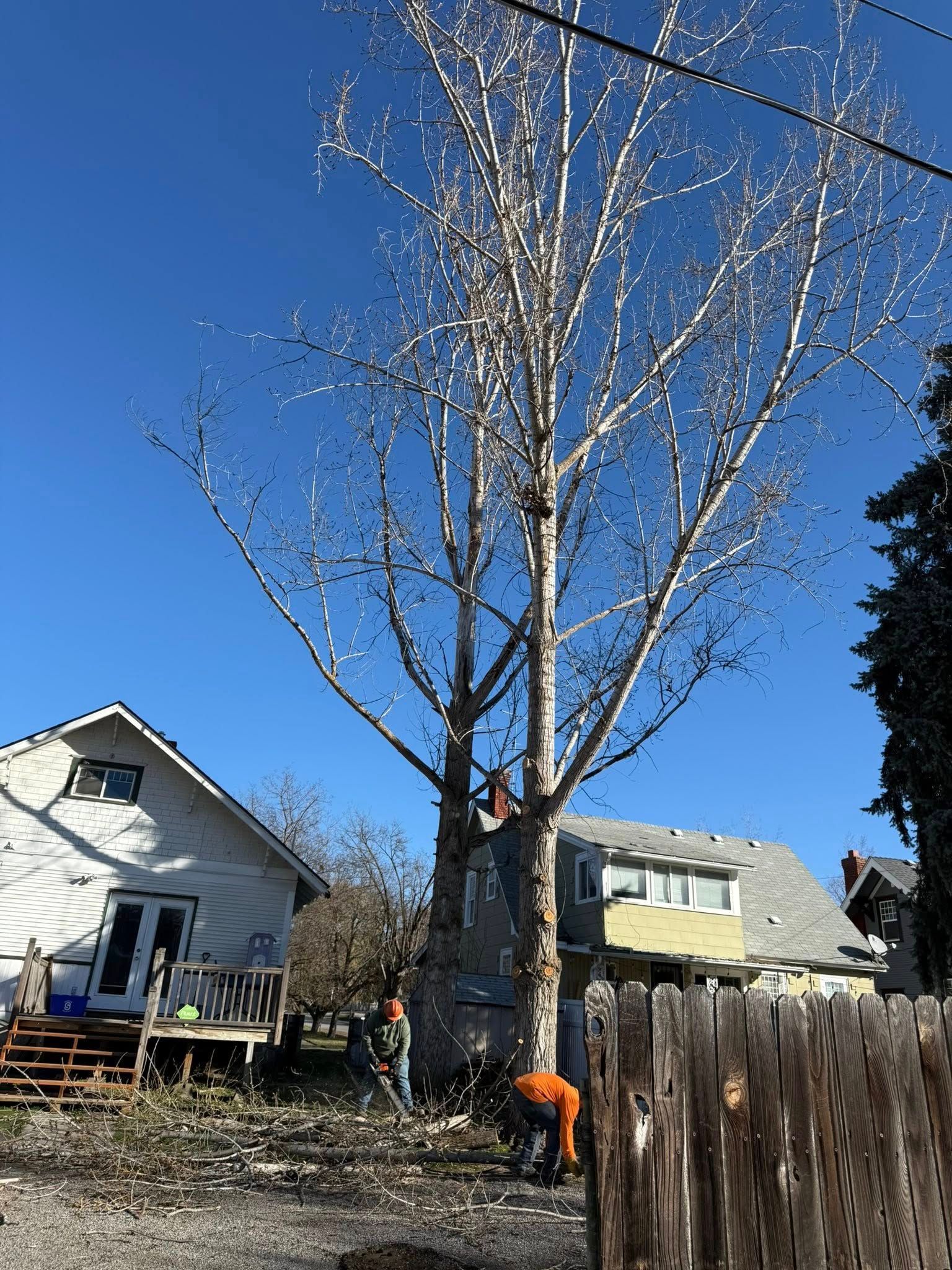 Workers trim branches from a large, leafless tree in a yard between two houses under a bright blue sky.