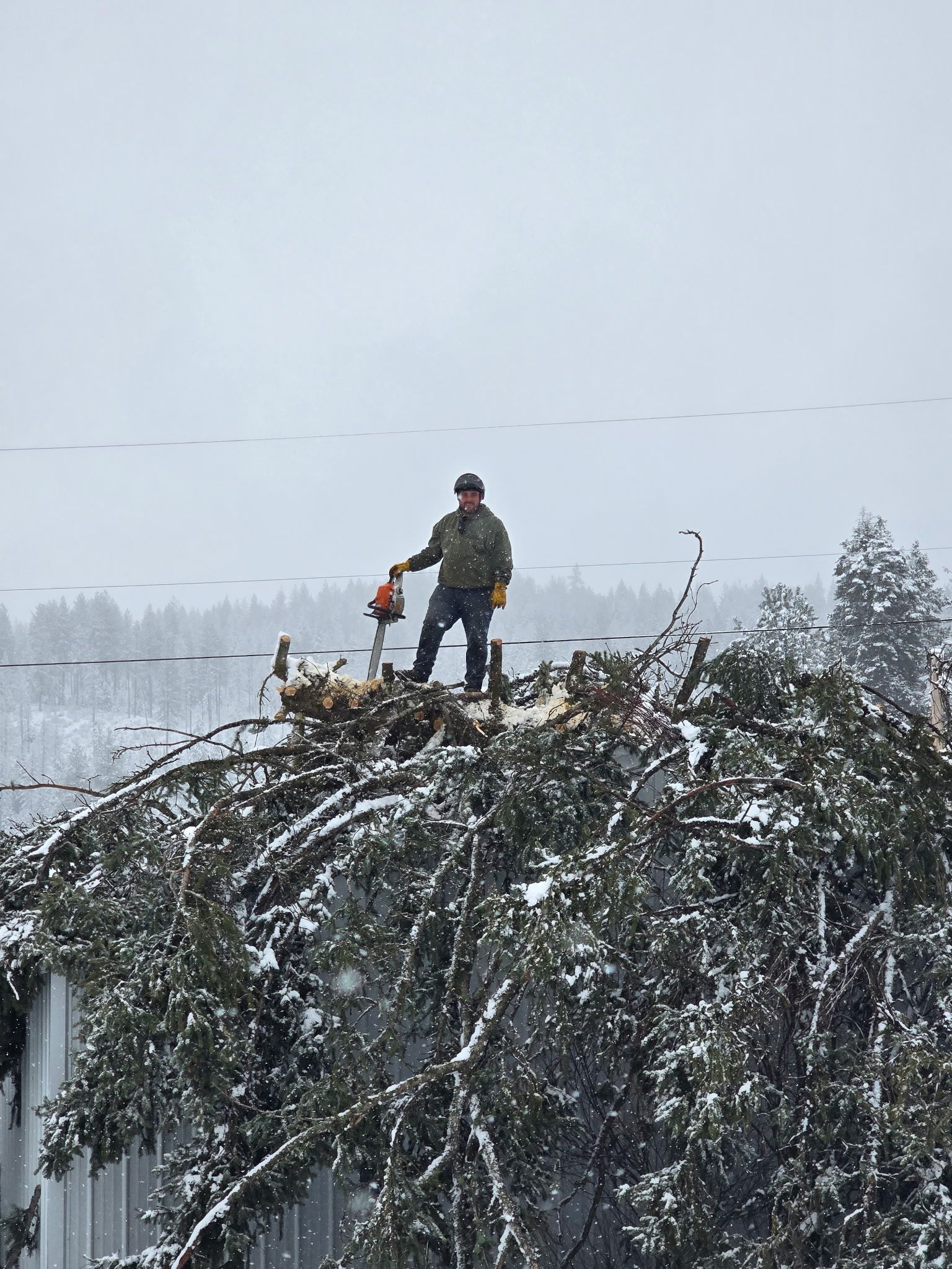 A person wearing a hard hat and holding a chainsaw stands on a large pine tree fallen across a snow-covered roof.