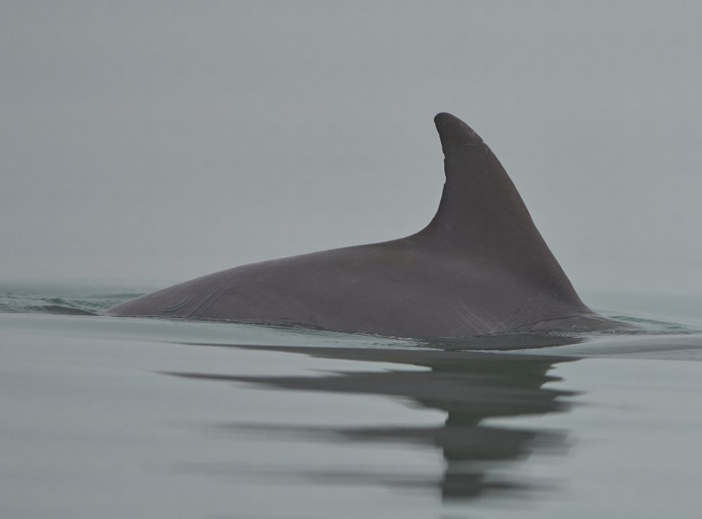 Dolphin's dorsal fin and back break the water's surface in a misty, gray setting.