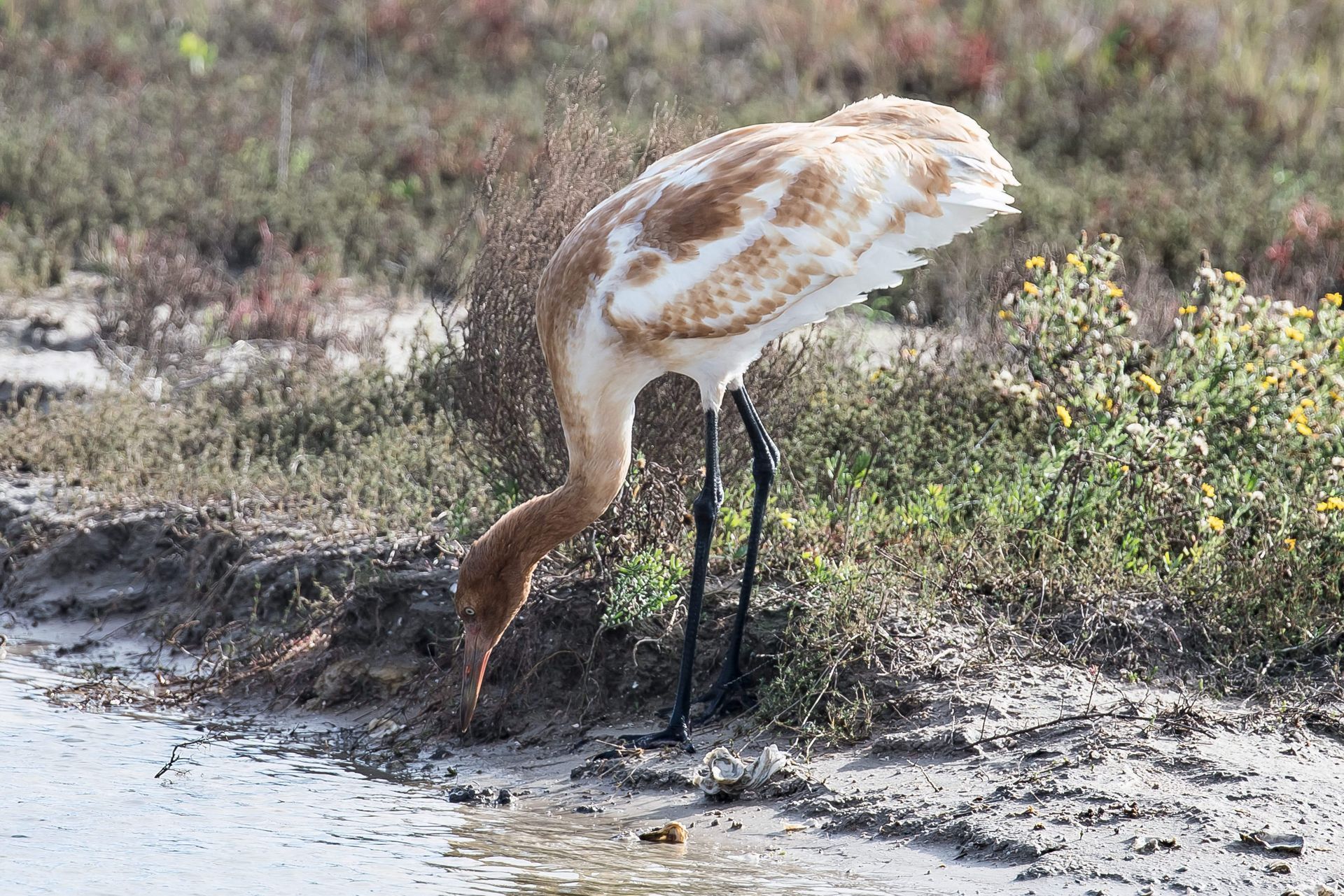 Crane with tan and white plumage, bending to drink from water by marsh plants.