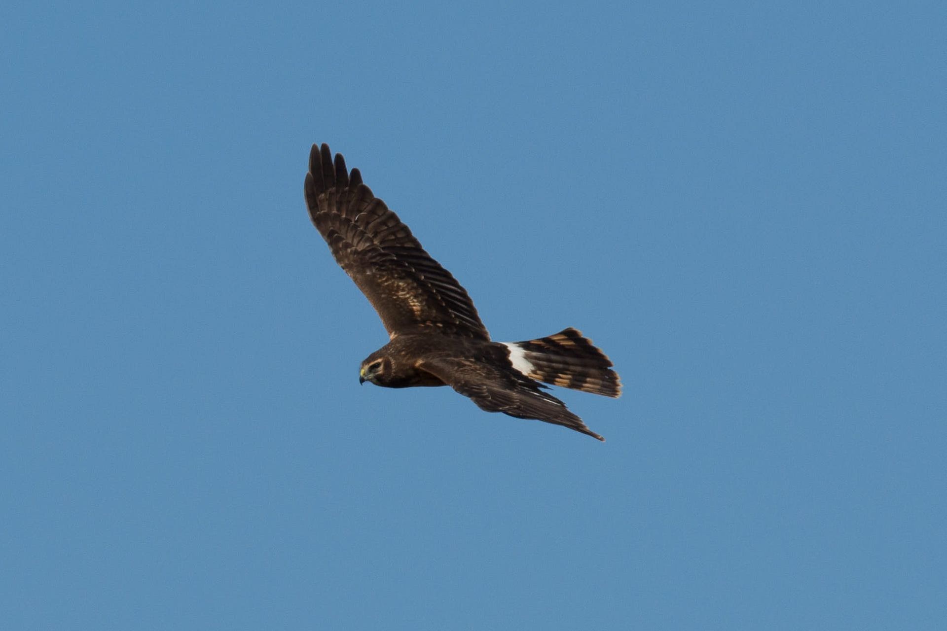 A dark hawk in flight against a blue sky, displaying white markings on its back.