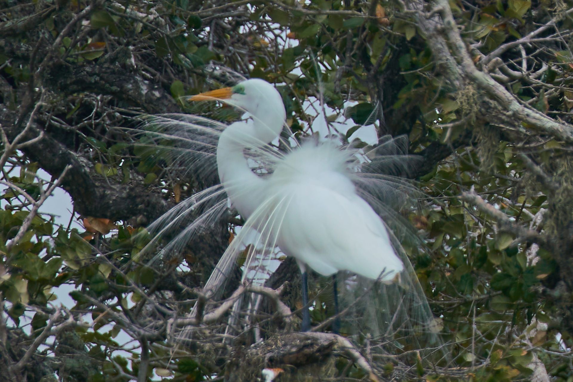 White egret in a tree, displaying breeding plumage, with yellow beak and blue eye ring.