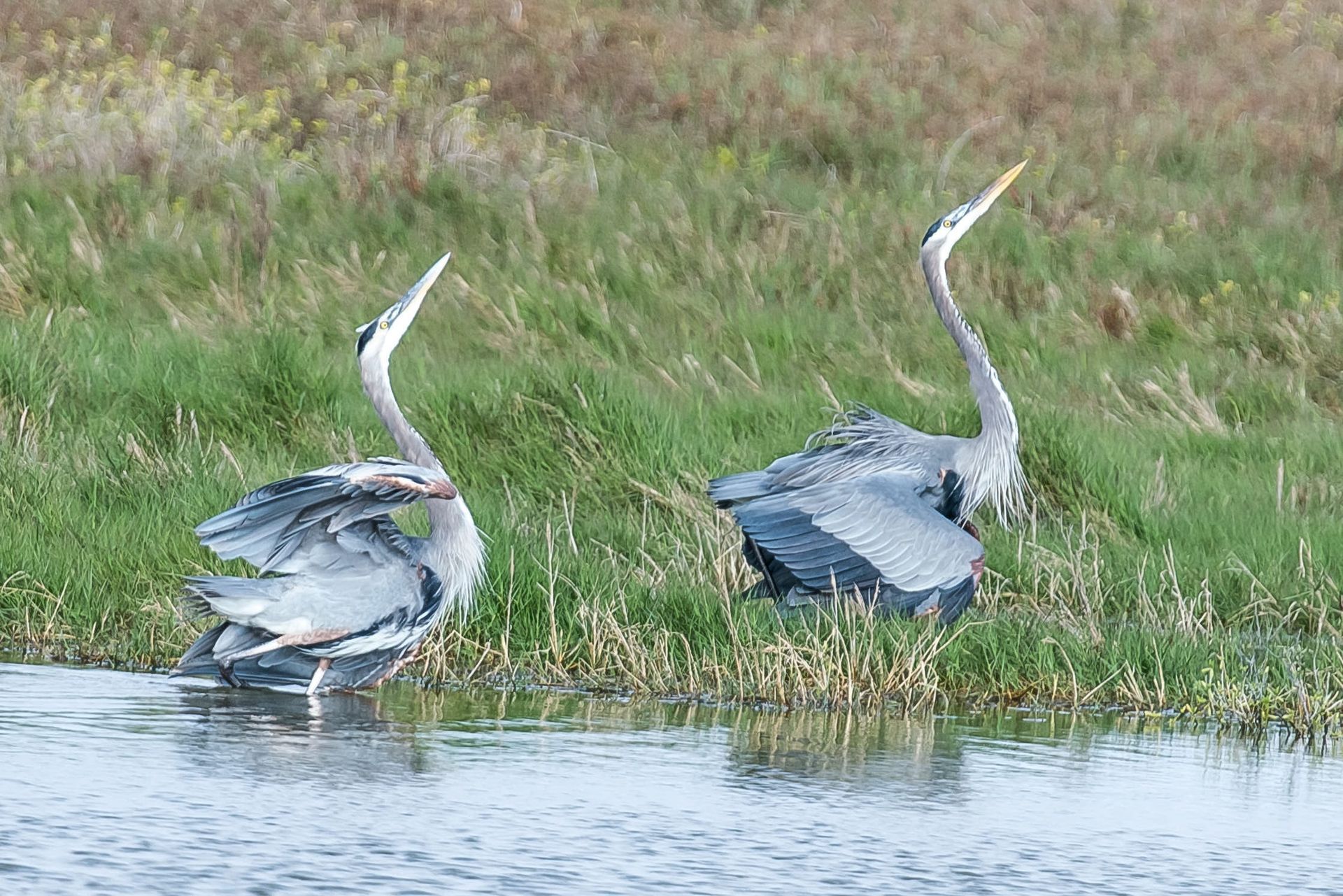Two Great Blue Herons wading in water, heads and beaks lifted, wings slightly outstretched, near green grass.