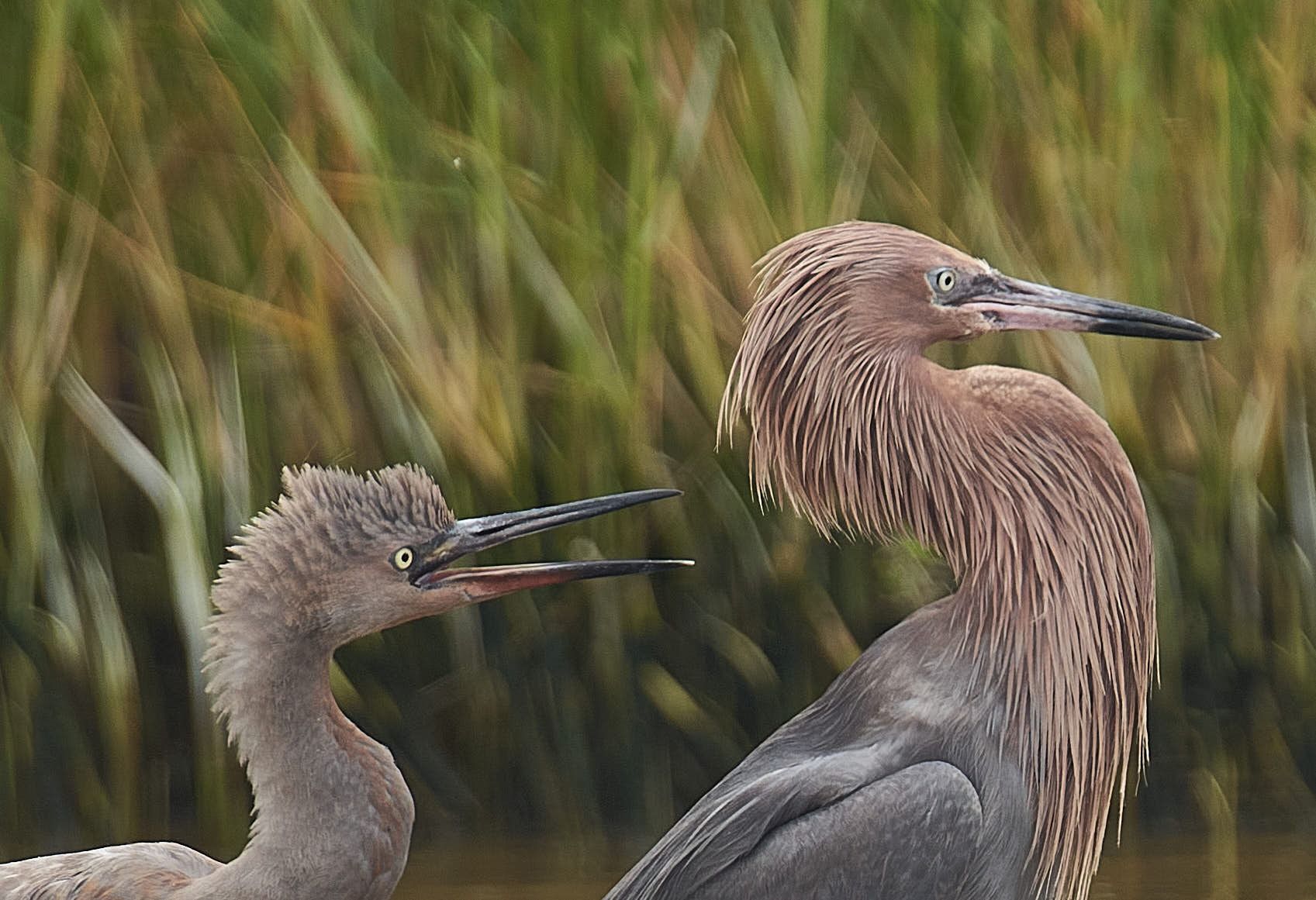 Two reddish egrets near tall green grass; one with open beak.